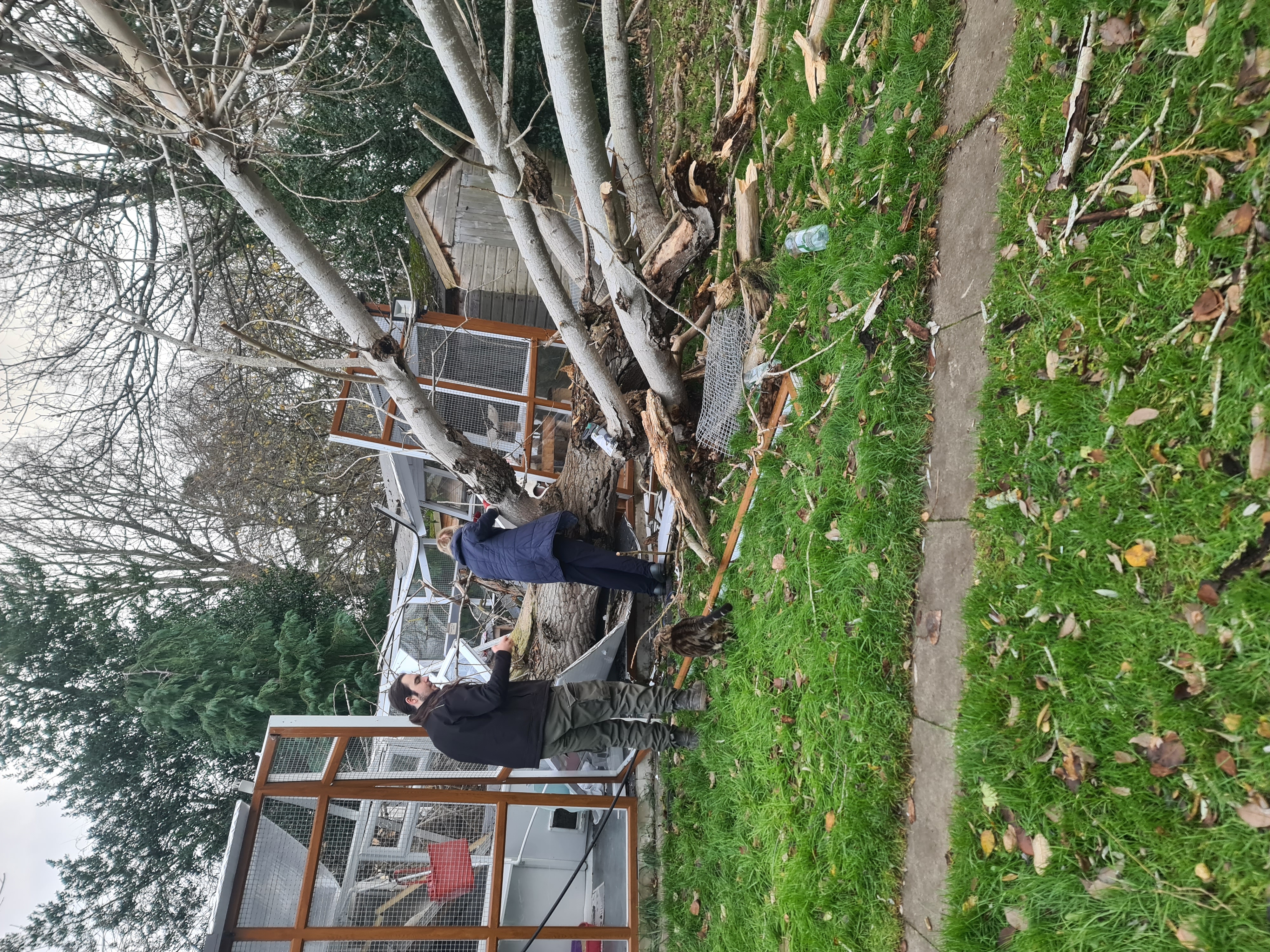 People clear up a felled tree which fell on to a cat pen