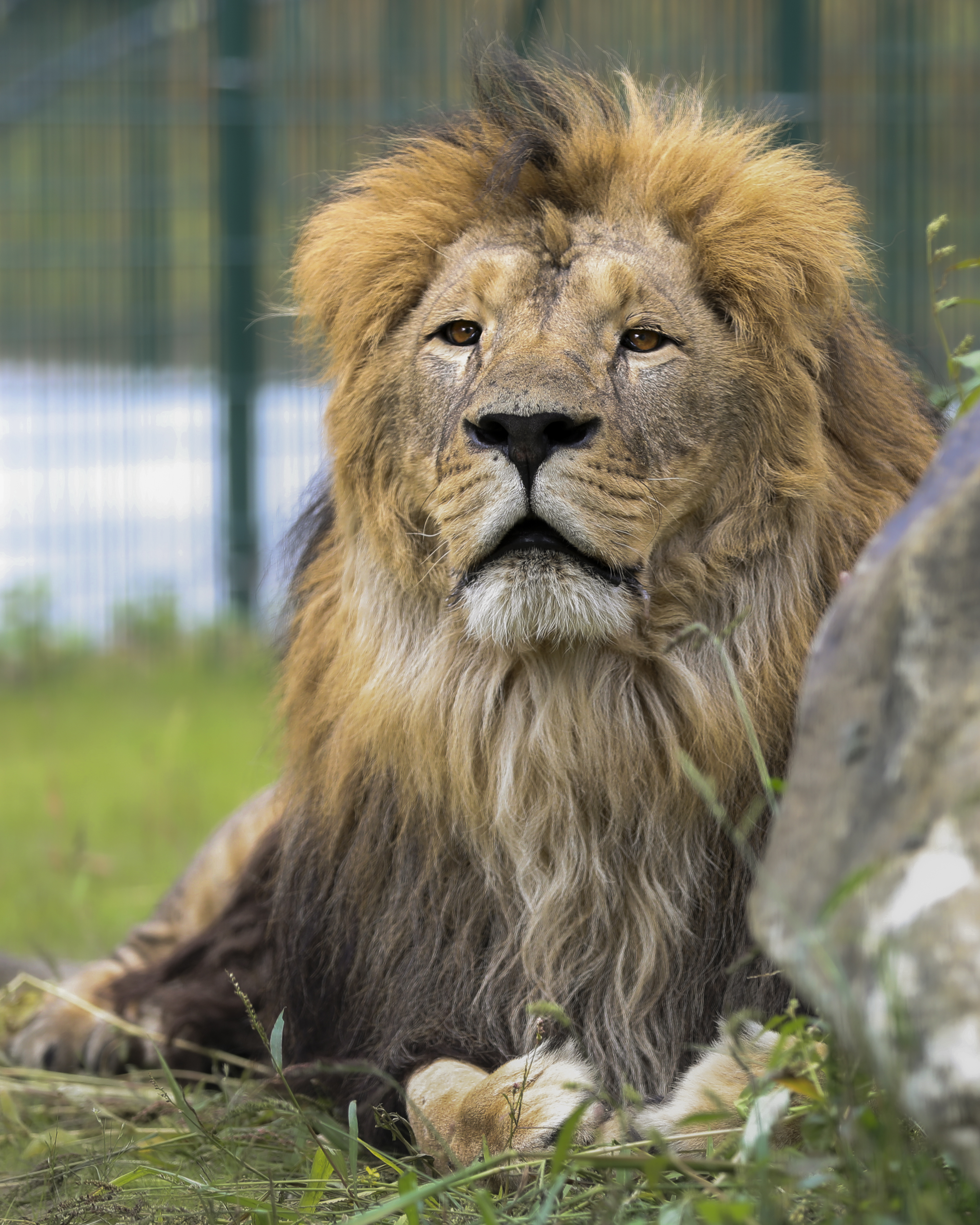 A lion with a shaggy mane