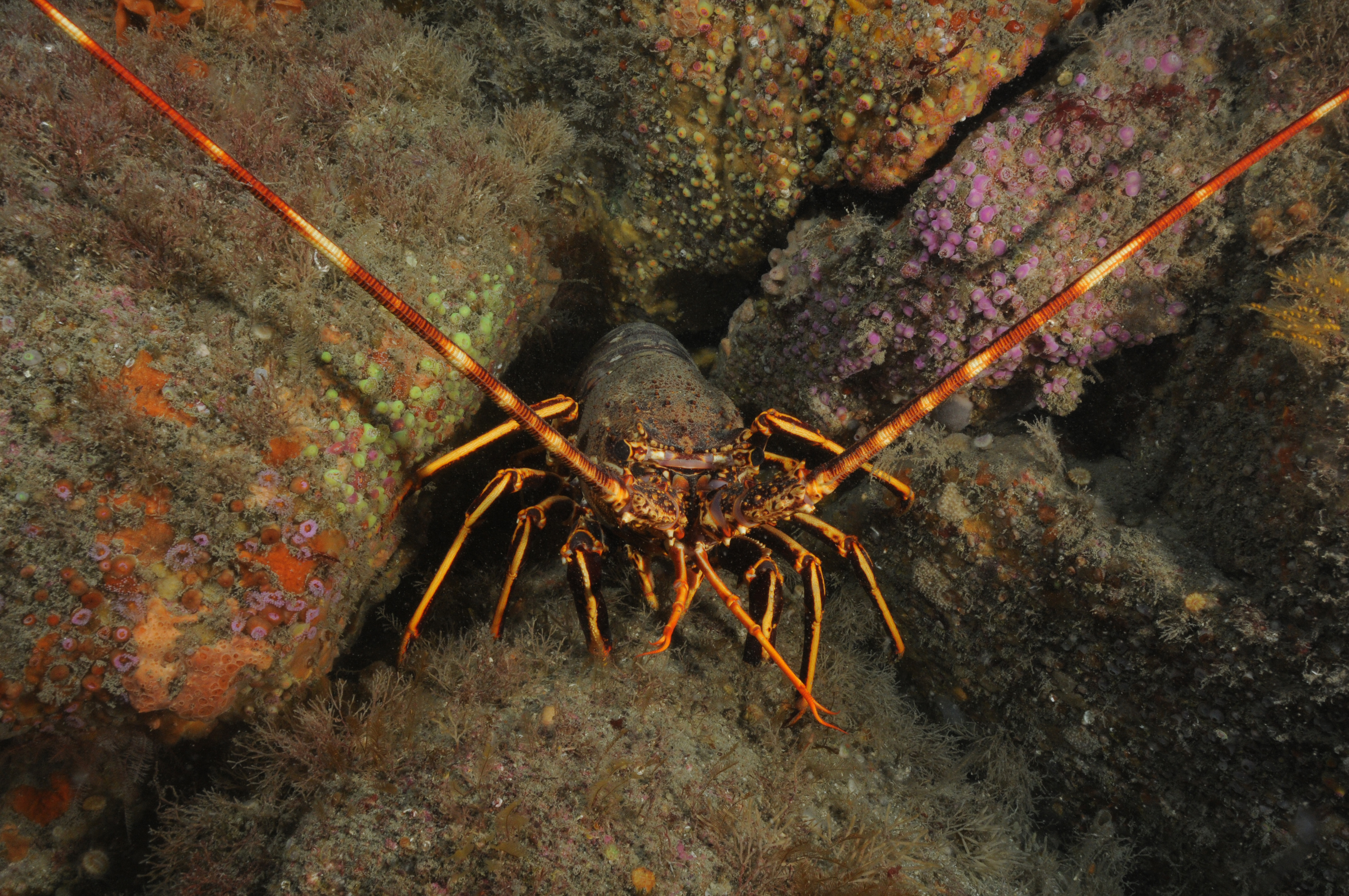 A spiny lobster whose limbs resemble thin orange spines looking out from among rocks