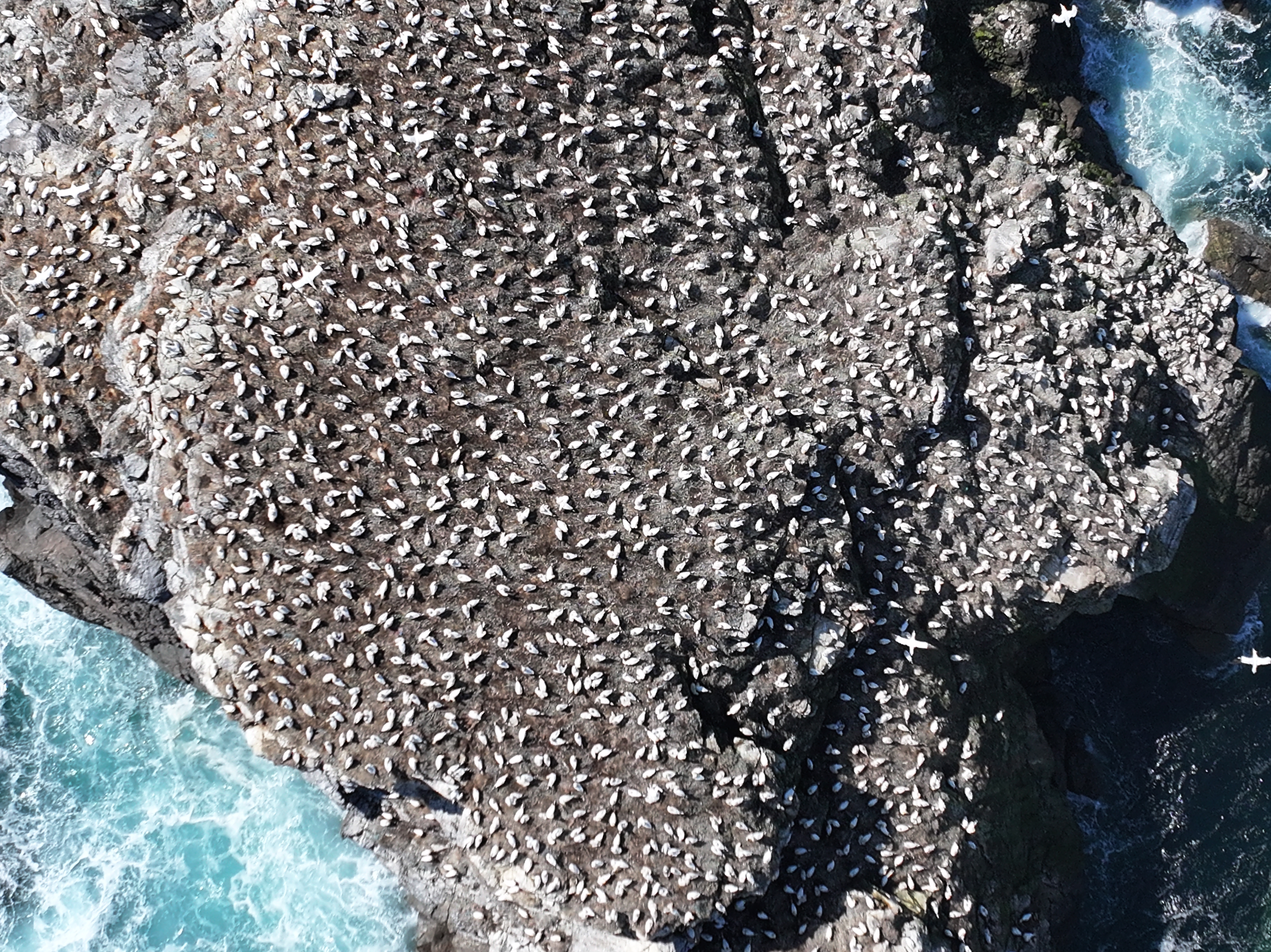 Aerial drone shot of gannet colony, with the small white dots of gannets covering the surface of the rock