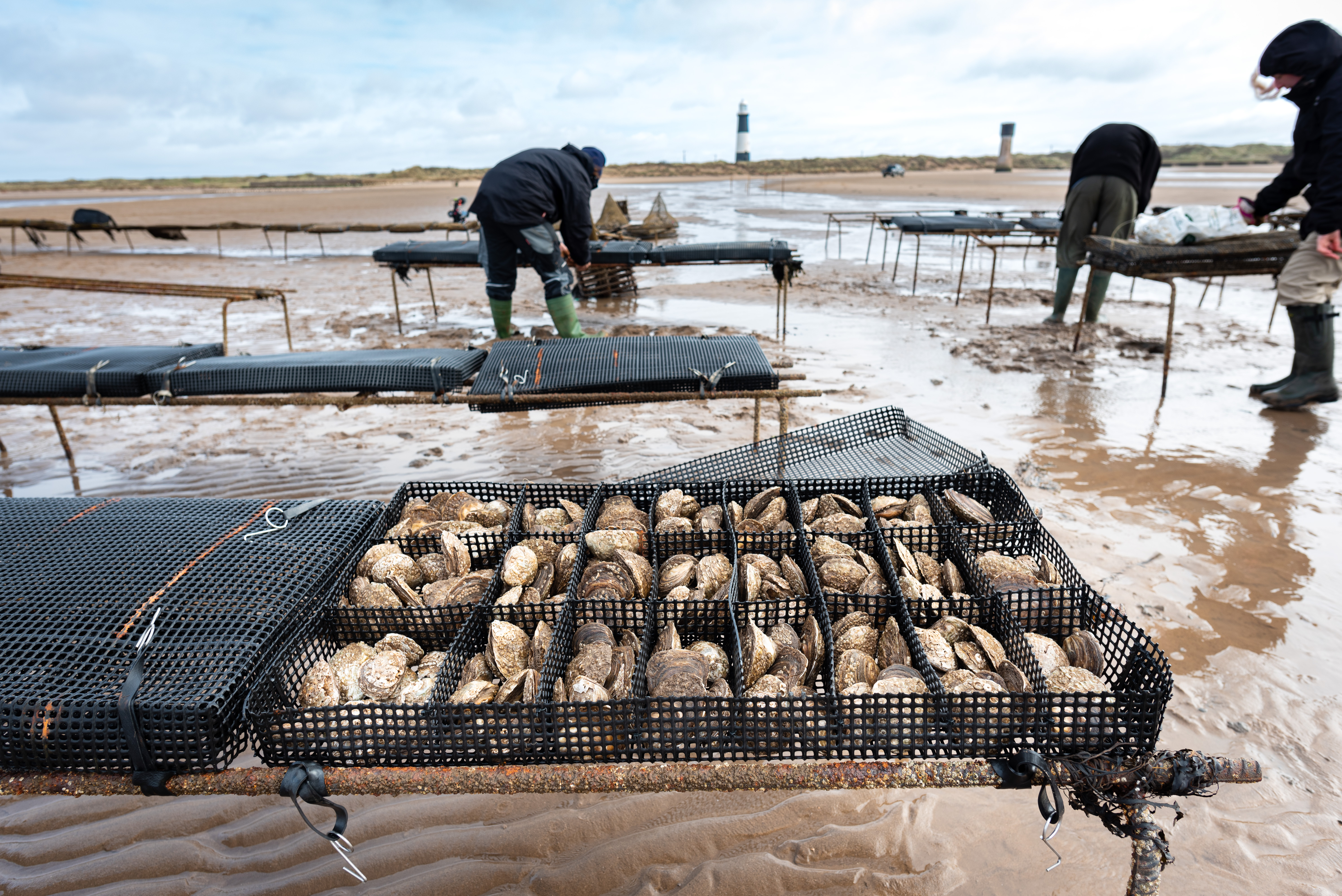 A raised artificial oyster bed on the beach, with conservationists working on other beds behind