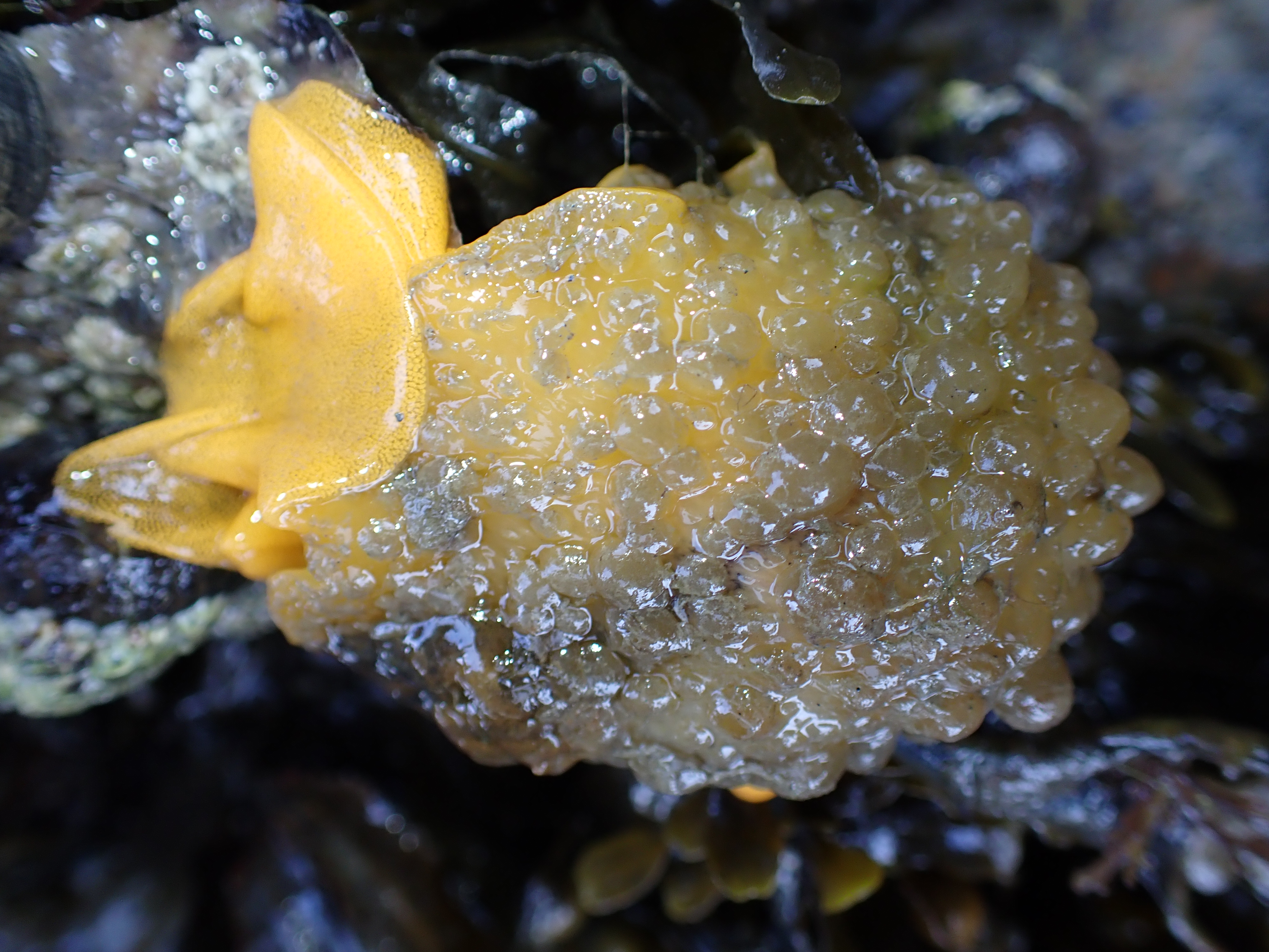 A yellowish, warty-textured sea slug