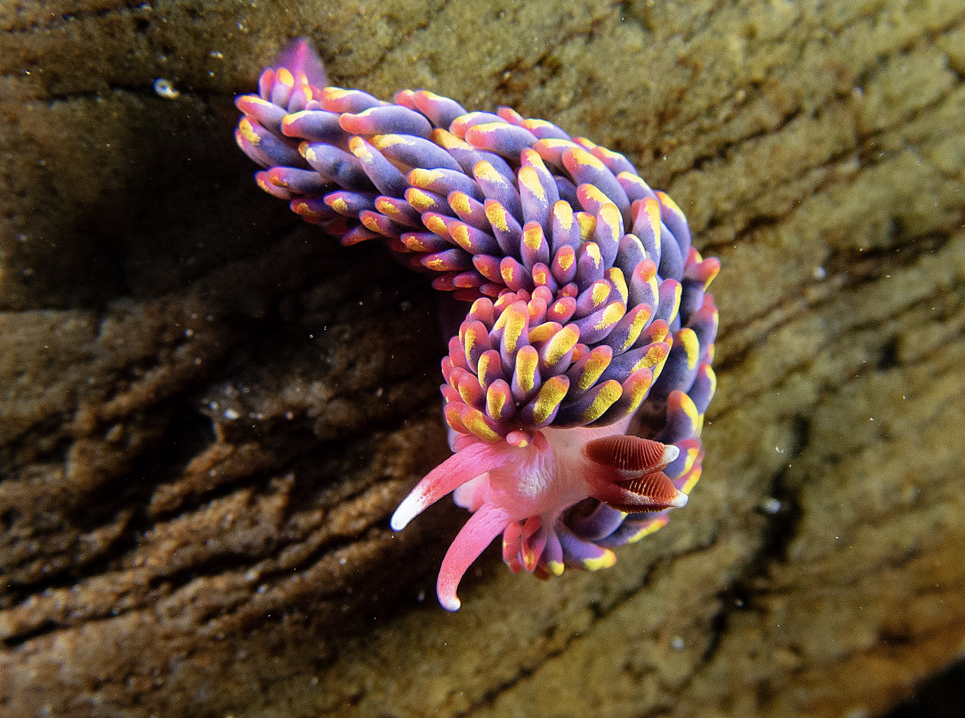 A pink, purple, yellow and orange sea slug with pink antennae on a rock