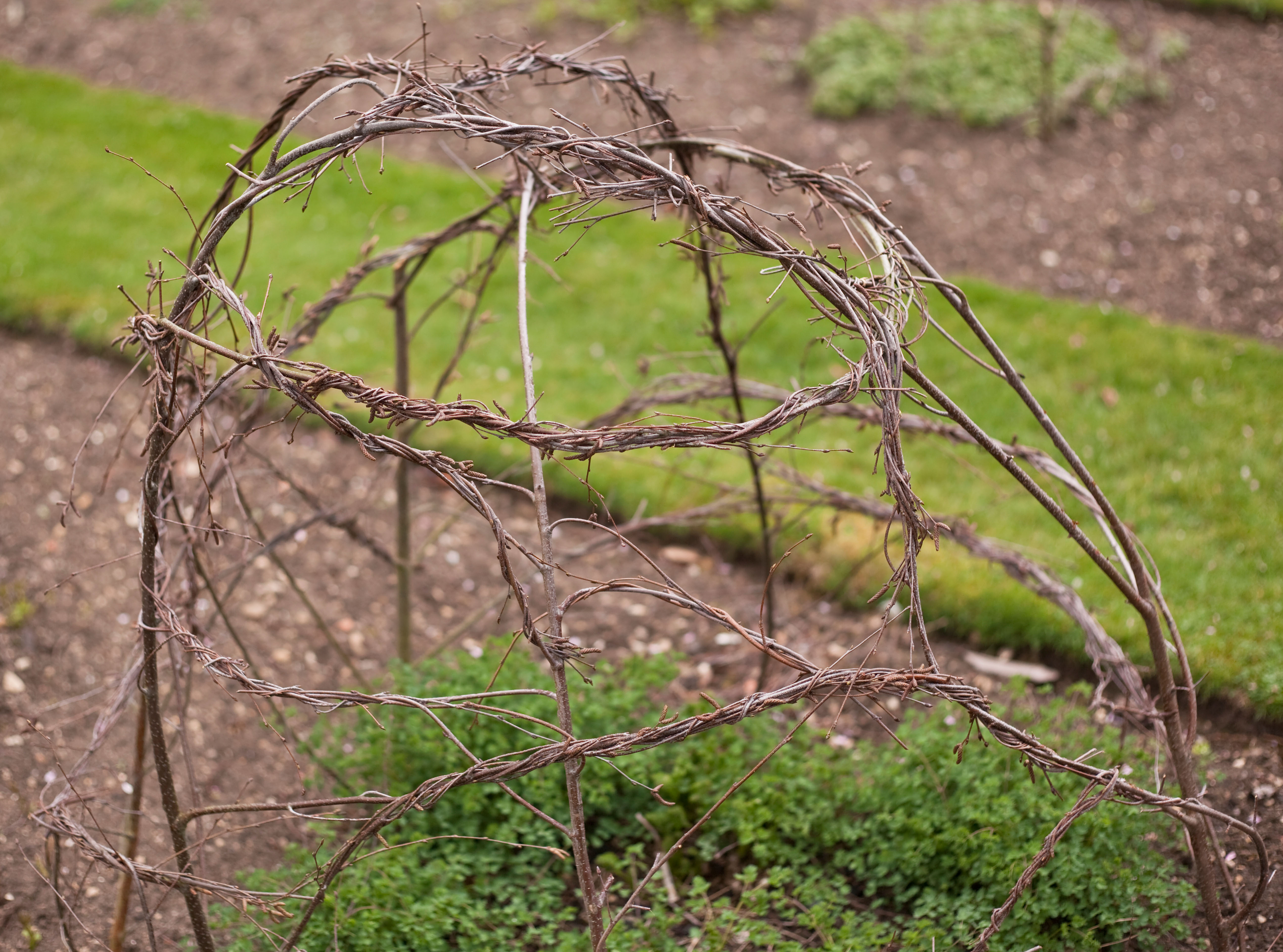 Pruned stems used as plant supports (Alamy/PA)