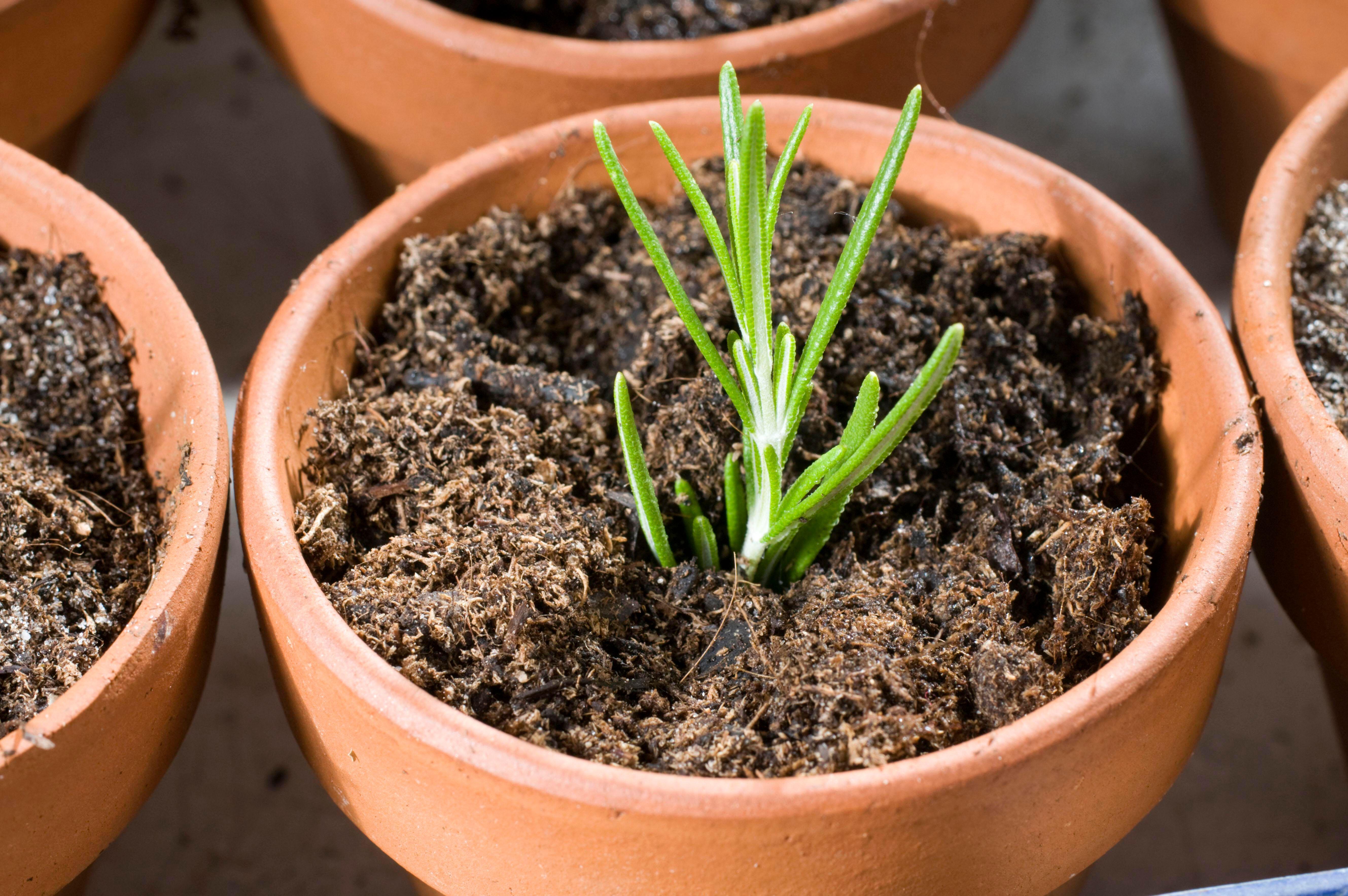 Rosemary cutting in a pot (Alamy/PA)