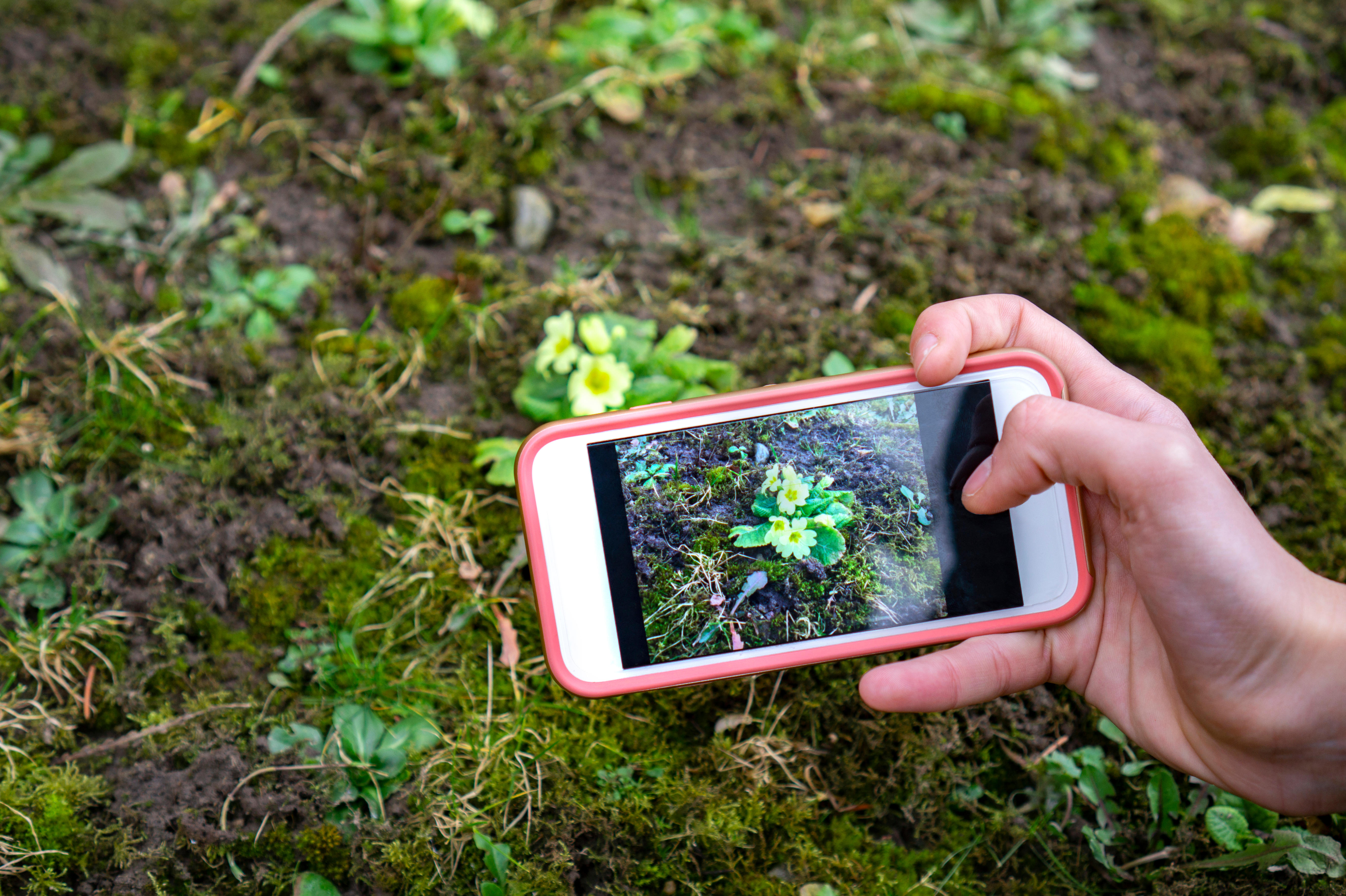 A phone scanning a plant for identification (Alamy/PA)