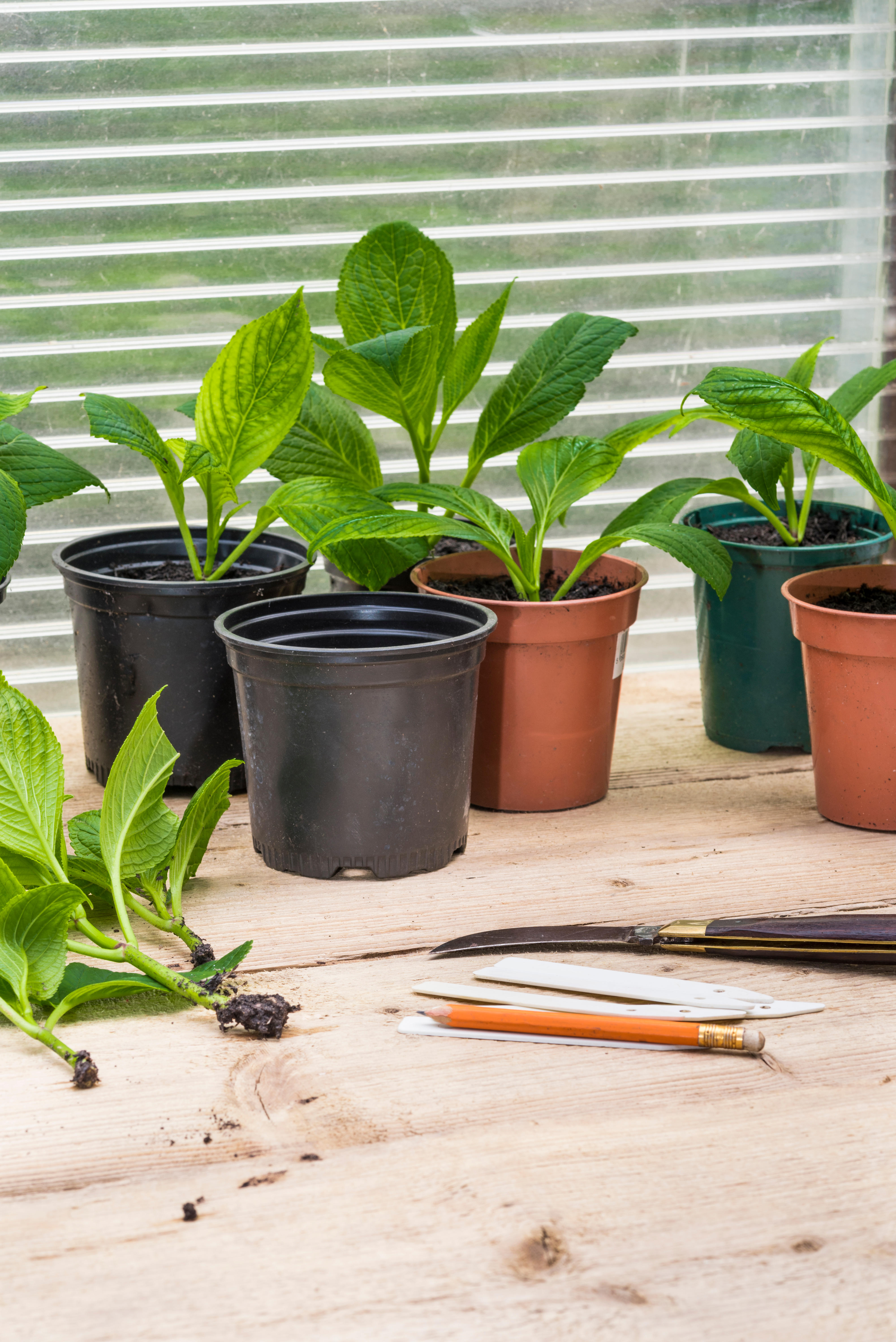 Hydrangea cuttings (Alamy/PA)