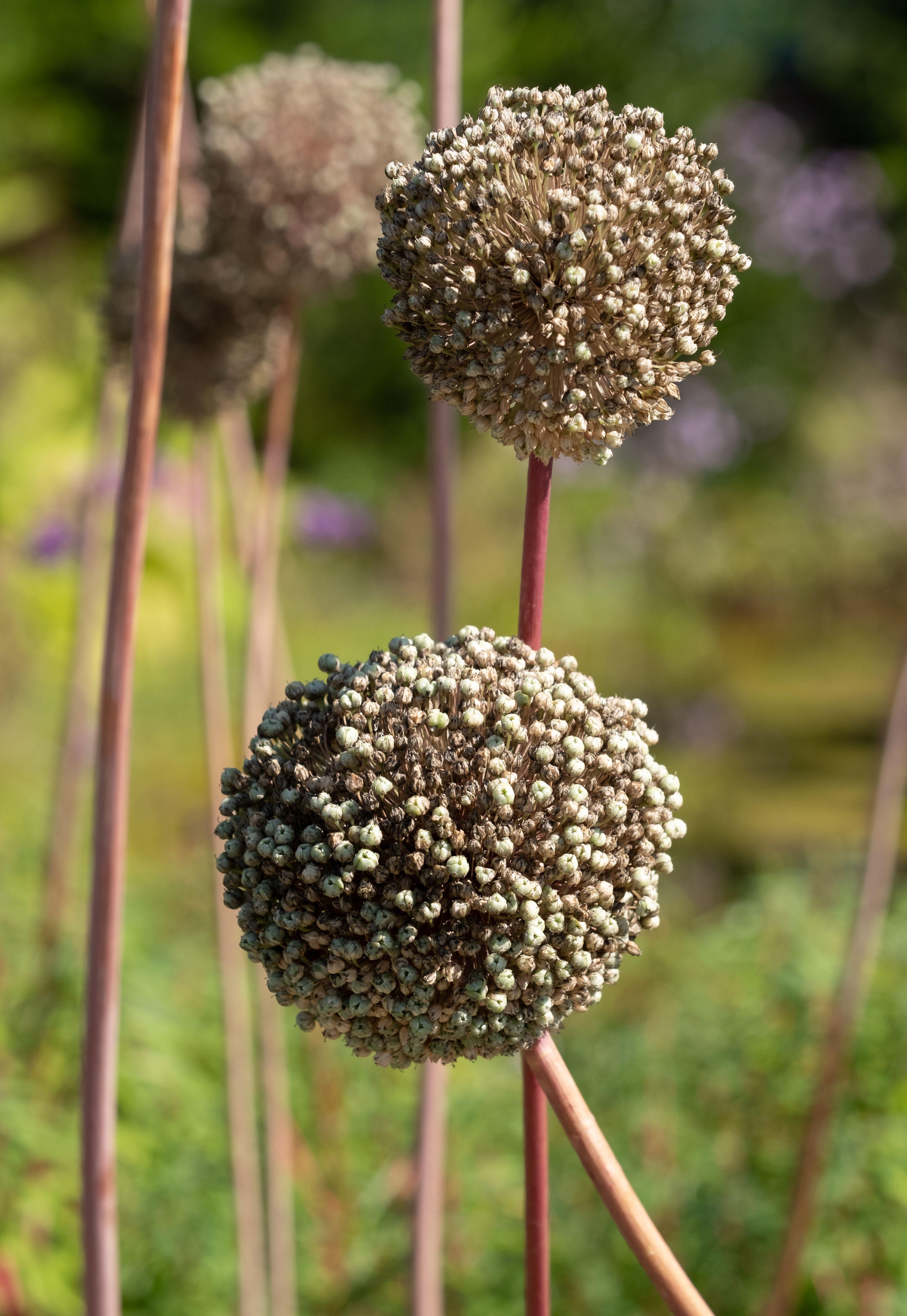 Dried allium heads (Alamy/PA)