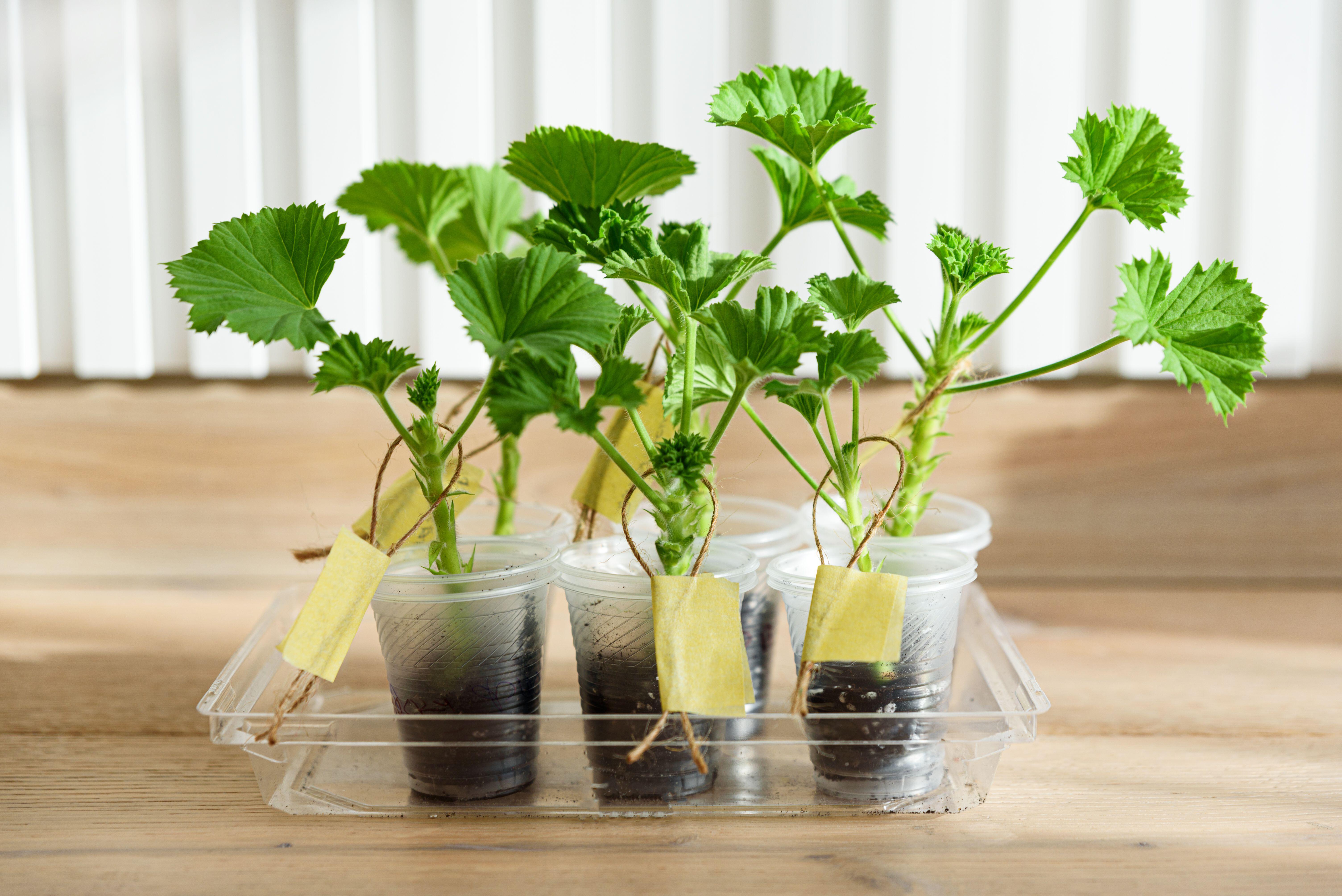 Pelargonium cuttings (Alamy/PA)