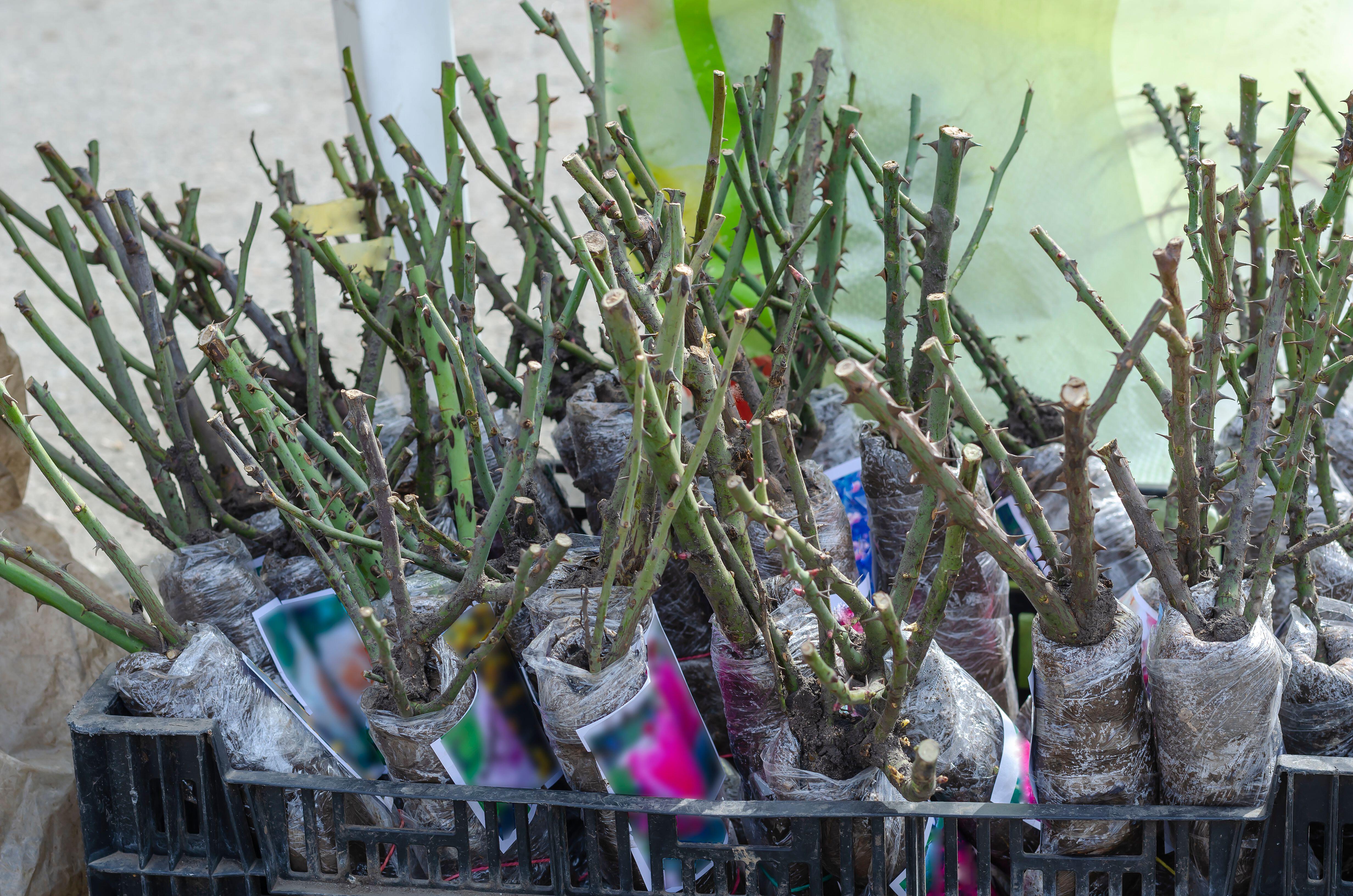 Bare-root roses (Alamy/PA)