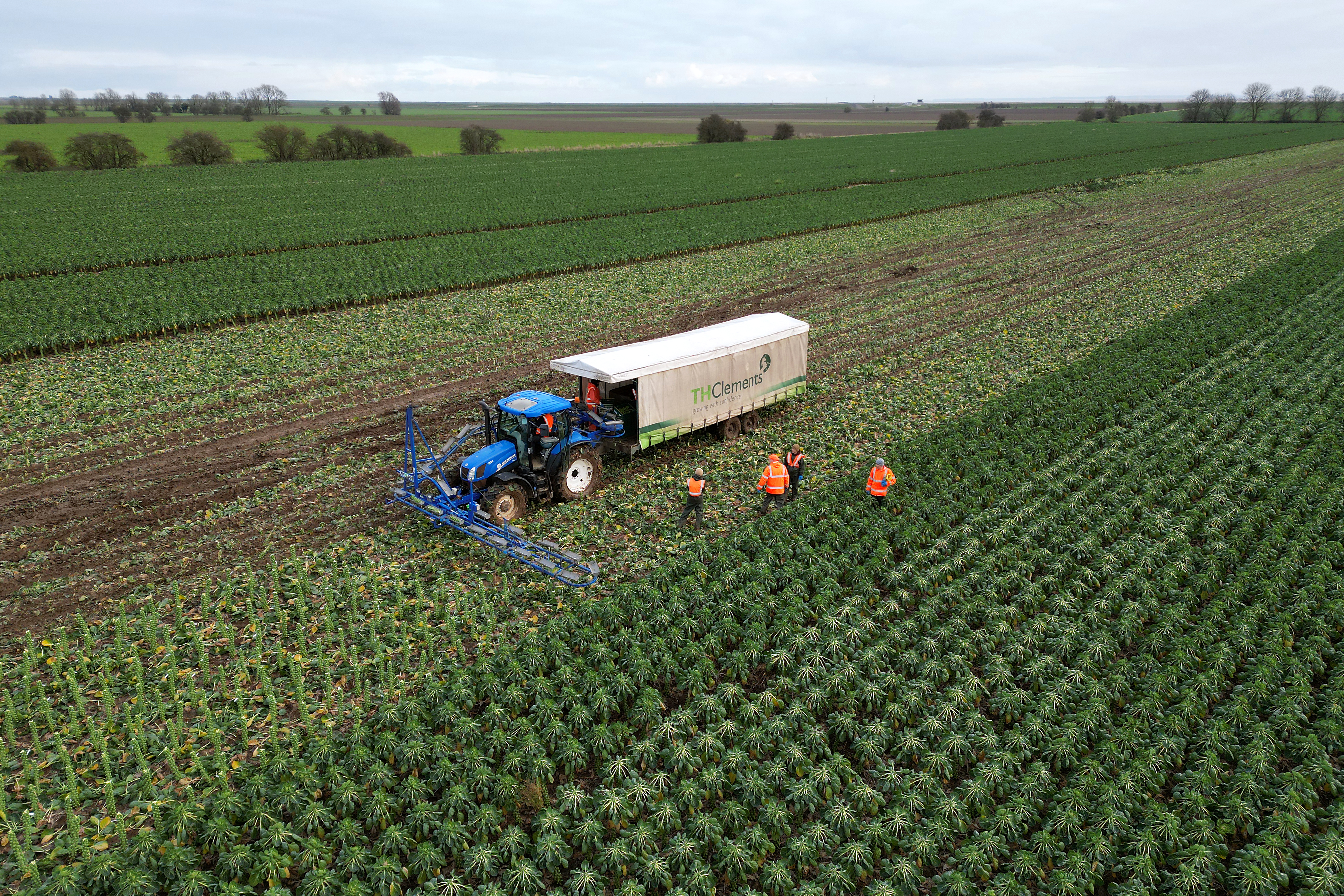 Brussels sprouts are harvested in a field at TH Clements near Boston, Lincolnshire in December 2024