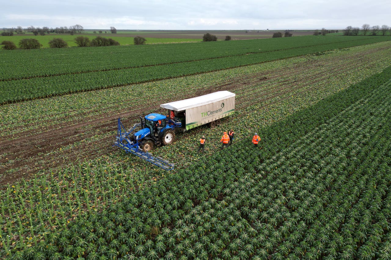 Brussels sprouts to be up to 25 larger this year says supermarket