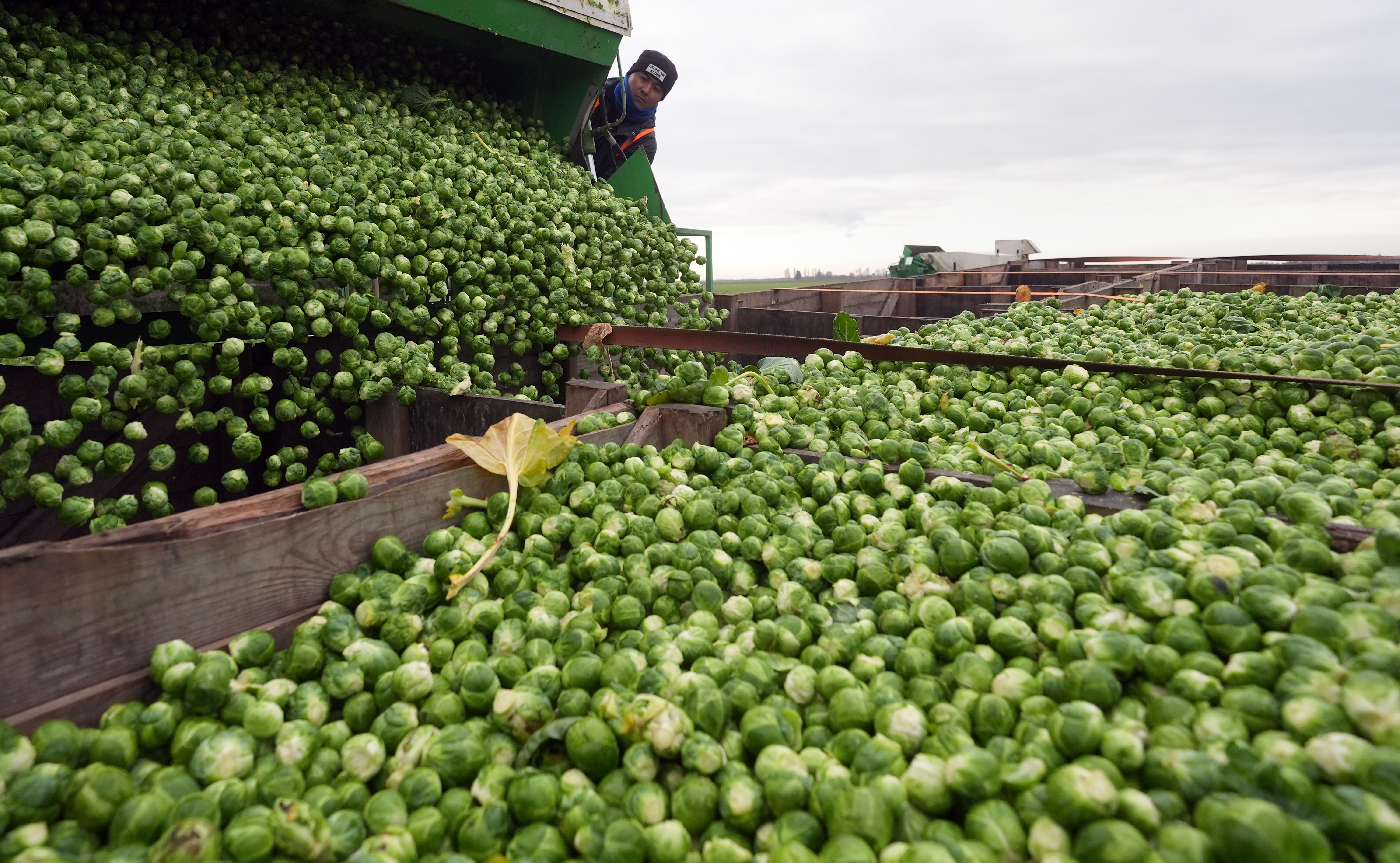 Brussels sprouts are harvested in a field 