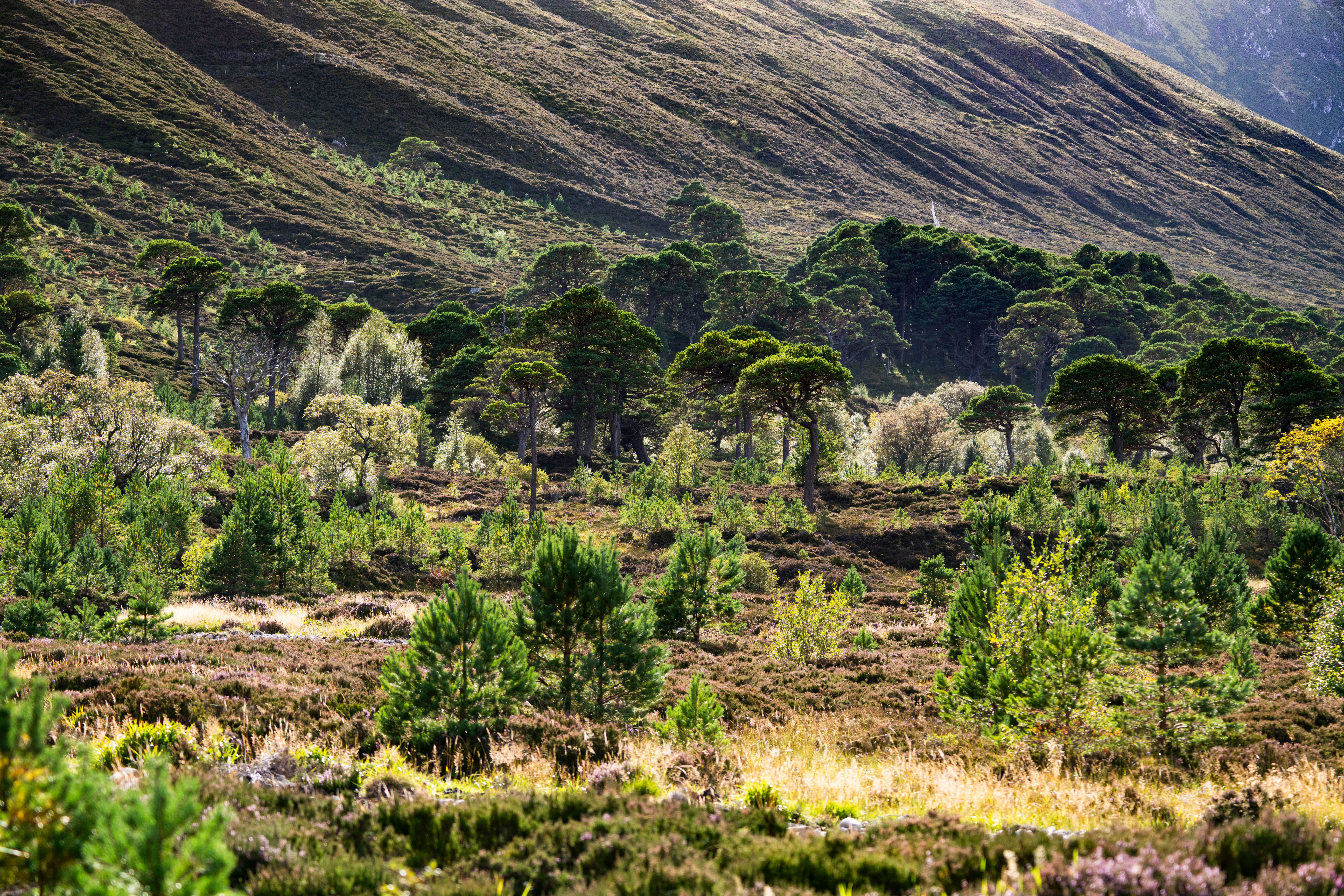 Tree planting and deer culling at Alladale in Sutherland over the last 21 years has transformed the rugged landscape. (HEIF/European Nature Trust/Gethin Chamberlain)