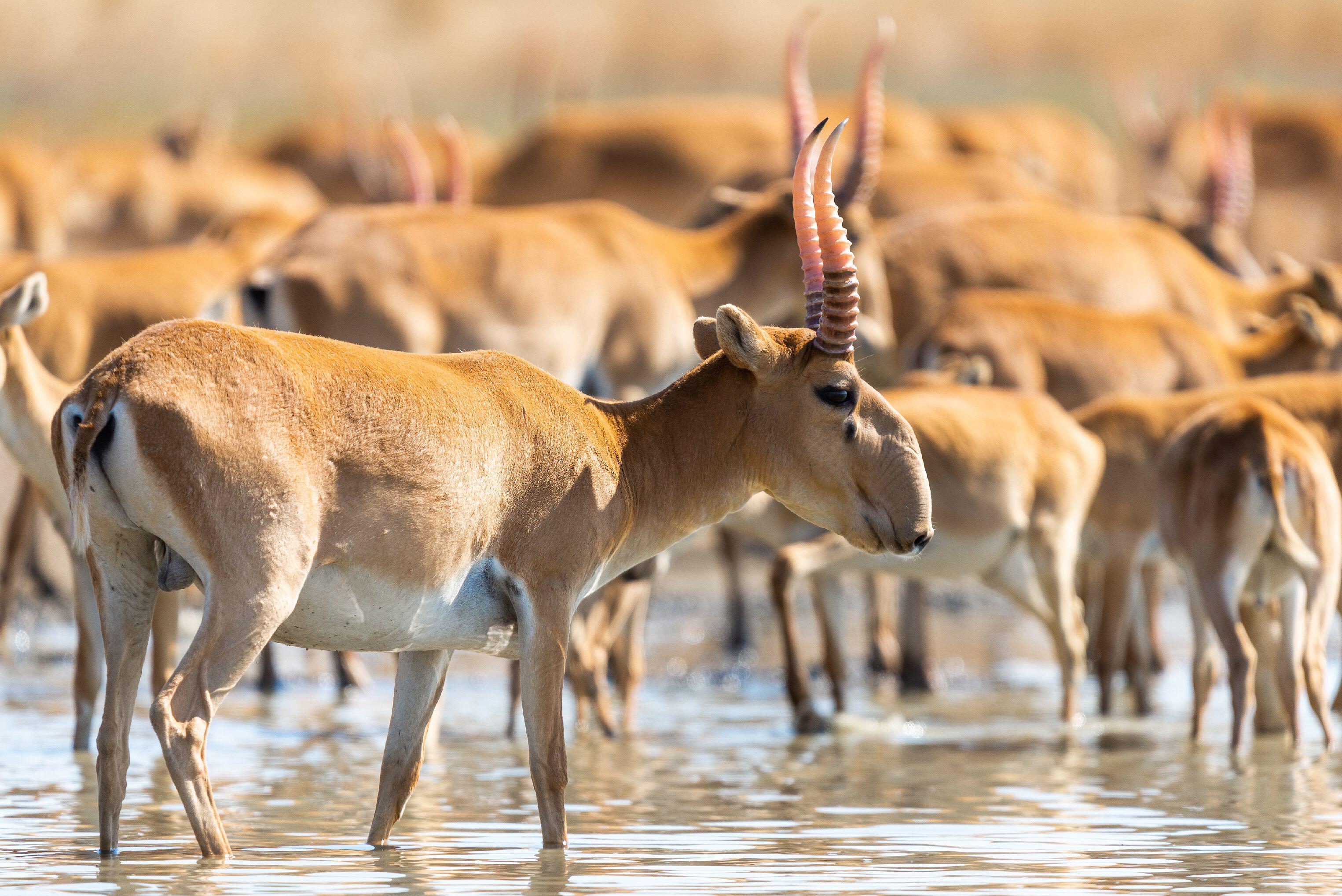 Saiga antelope standing in shallow water