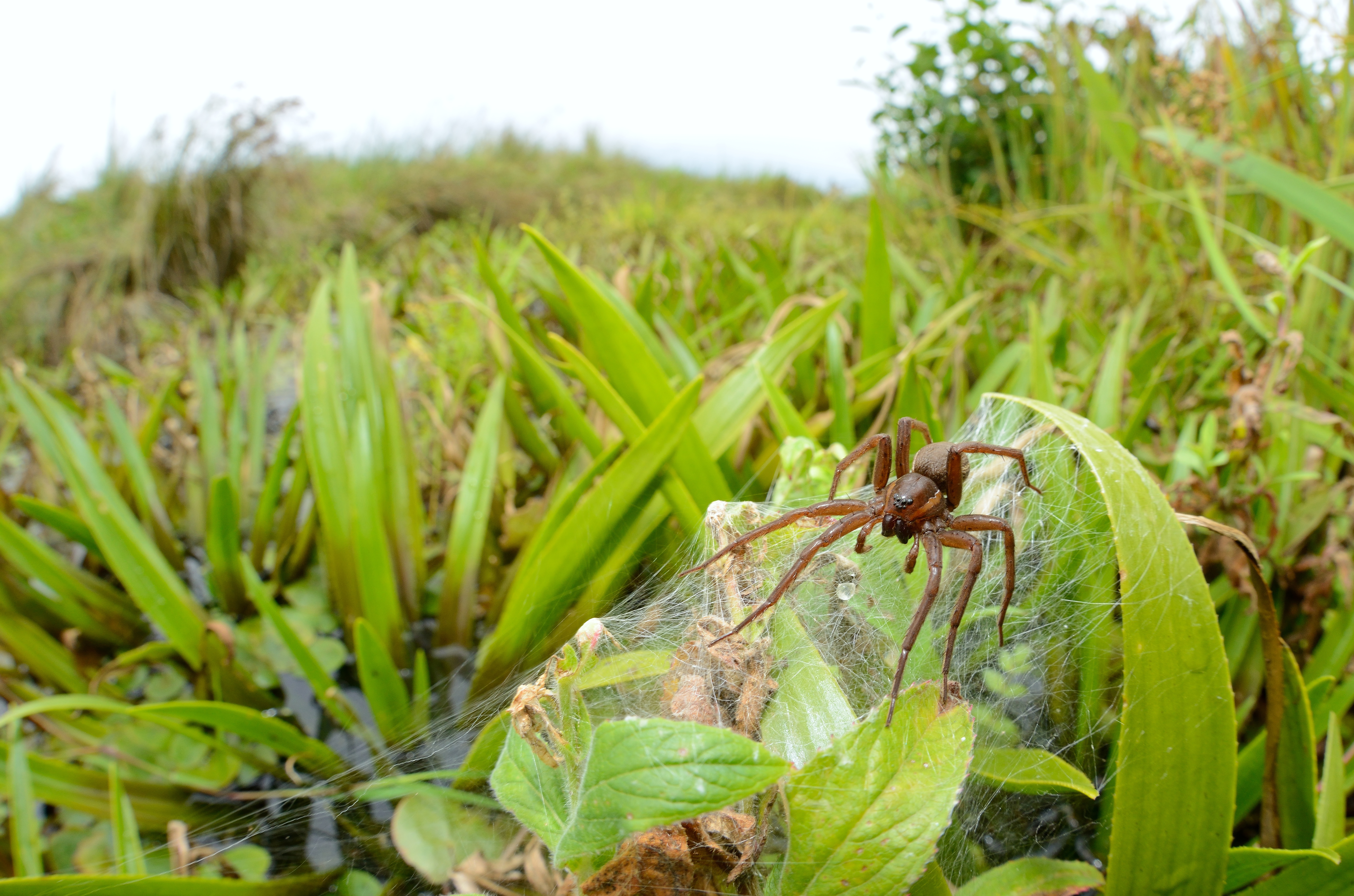 Fen raft spider adult female guarding egg sac among vegetation at a site in Suffolk