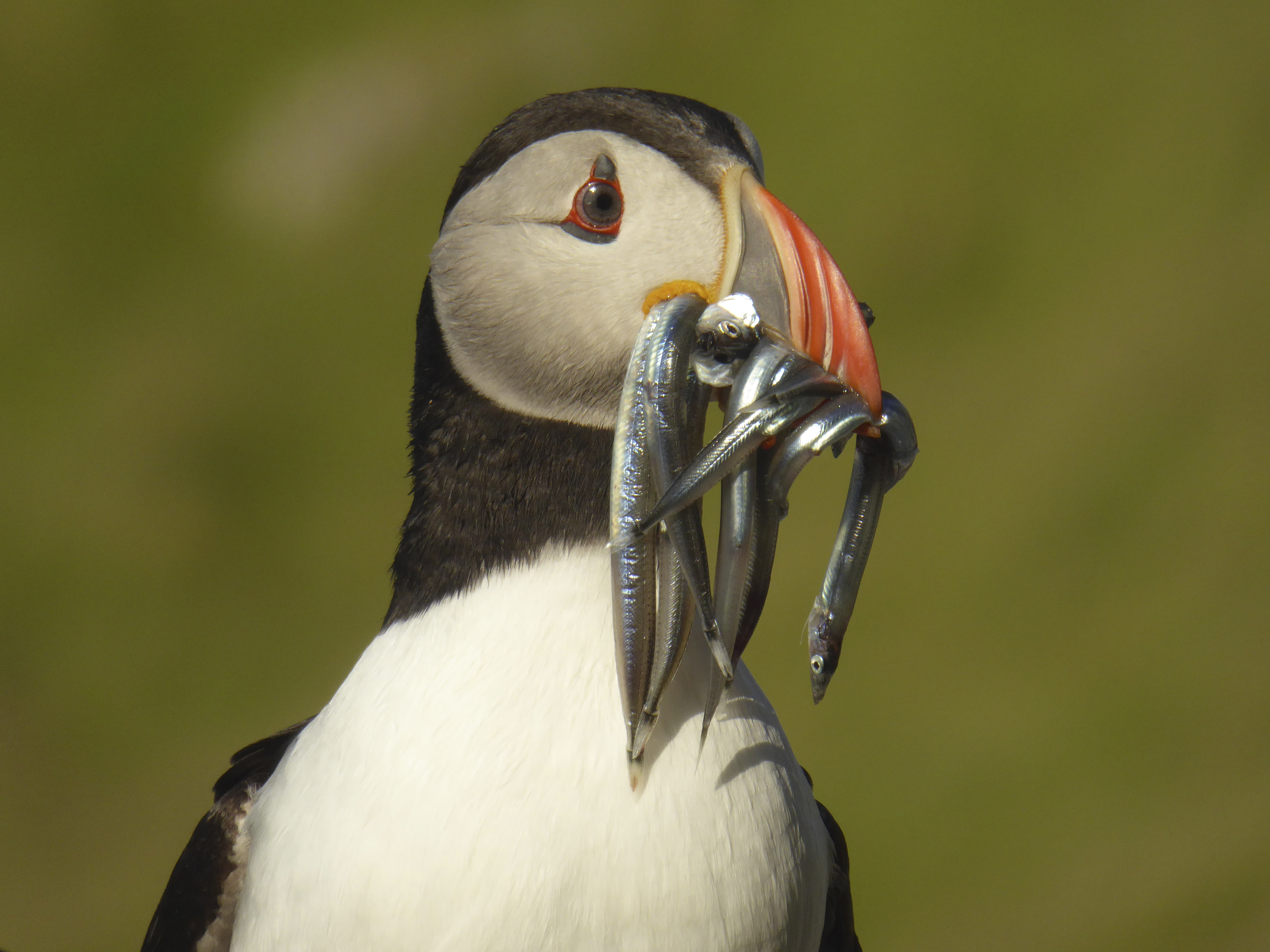 Atlantic puffin with sandeels in its beak