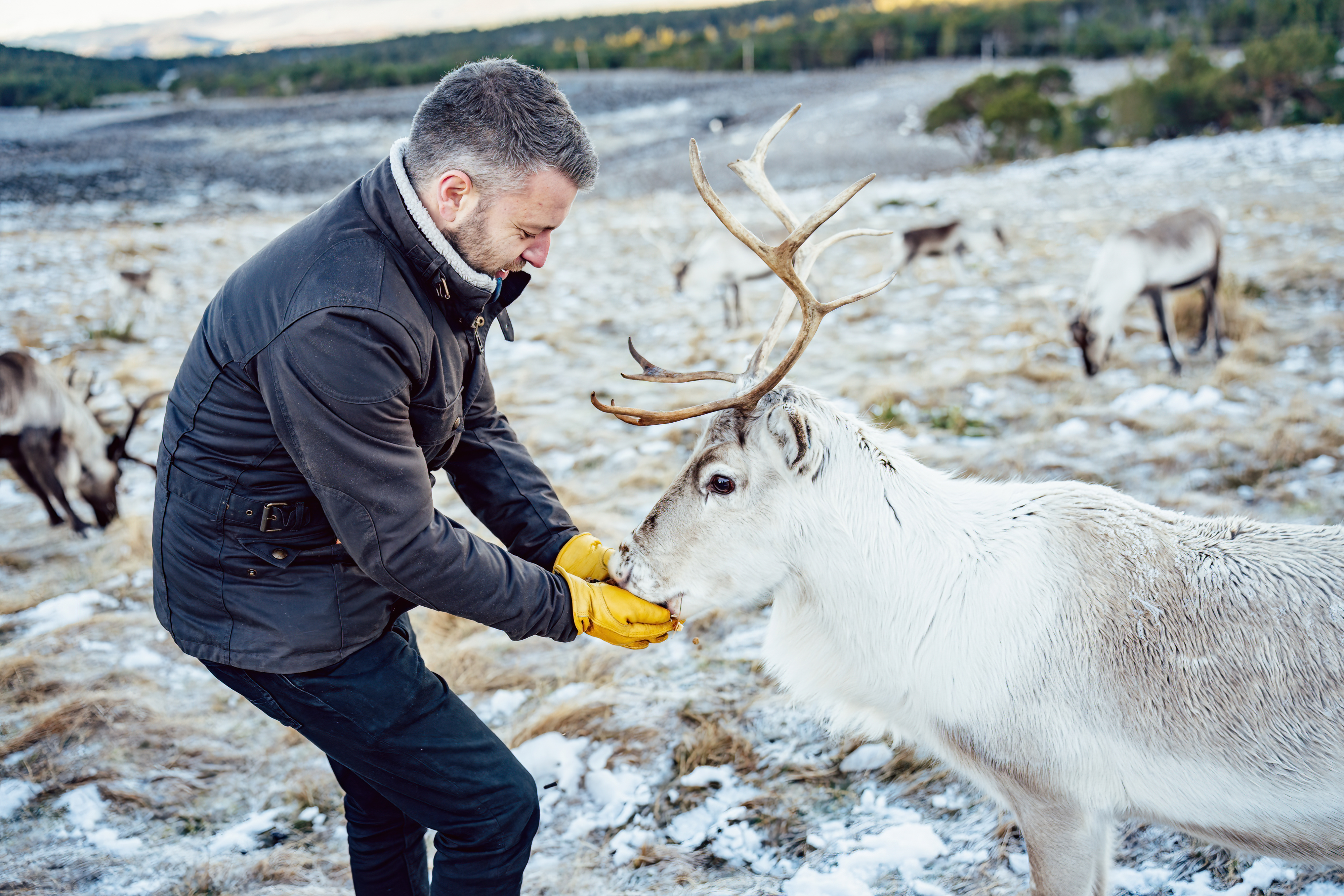 Porsche Reindeer Drive