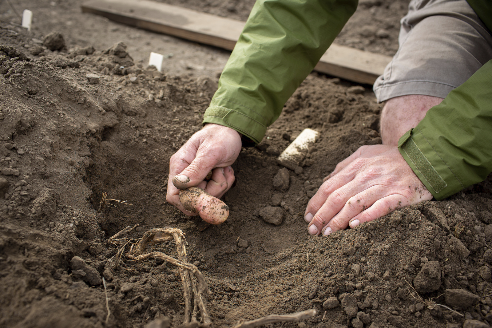 Field Trials Manager David Drag harvests potatoes engineered to photosynthesise more efficiently