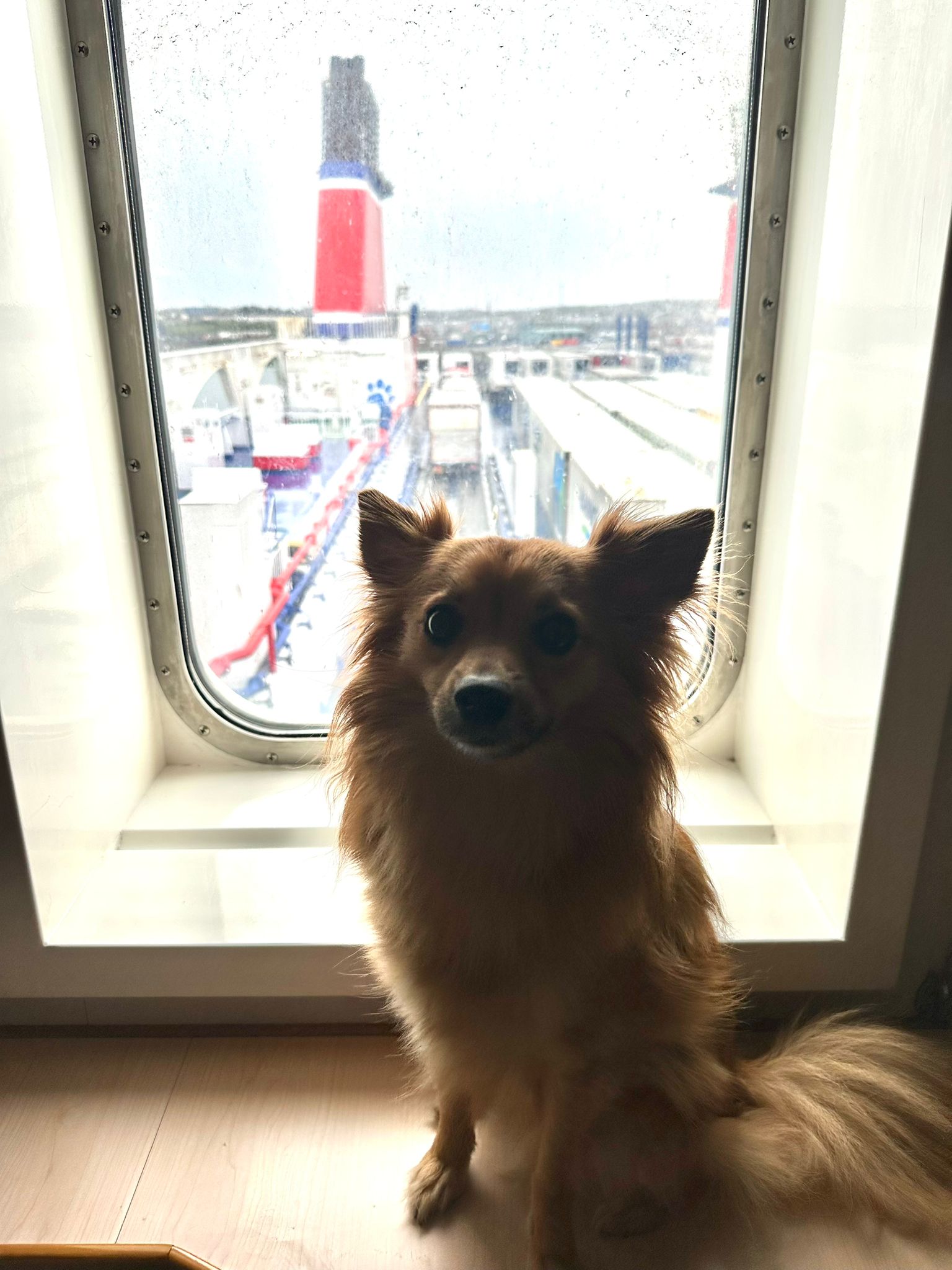 A dog on a boat