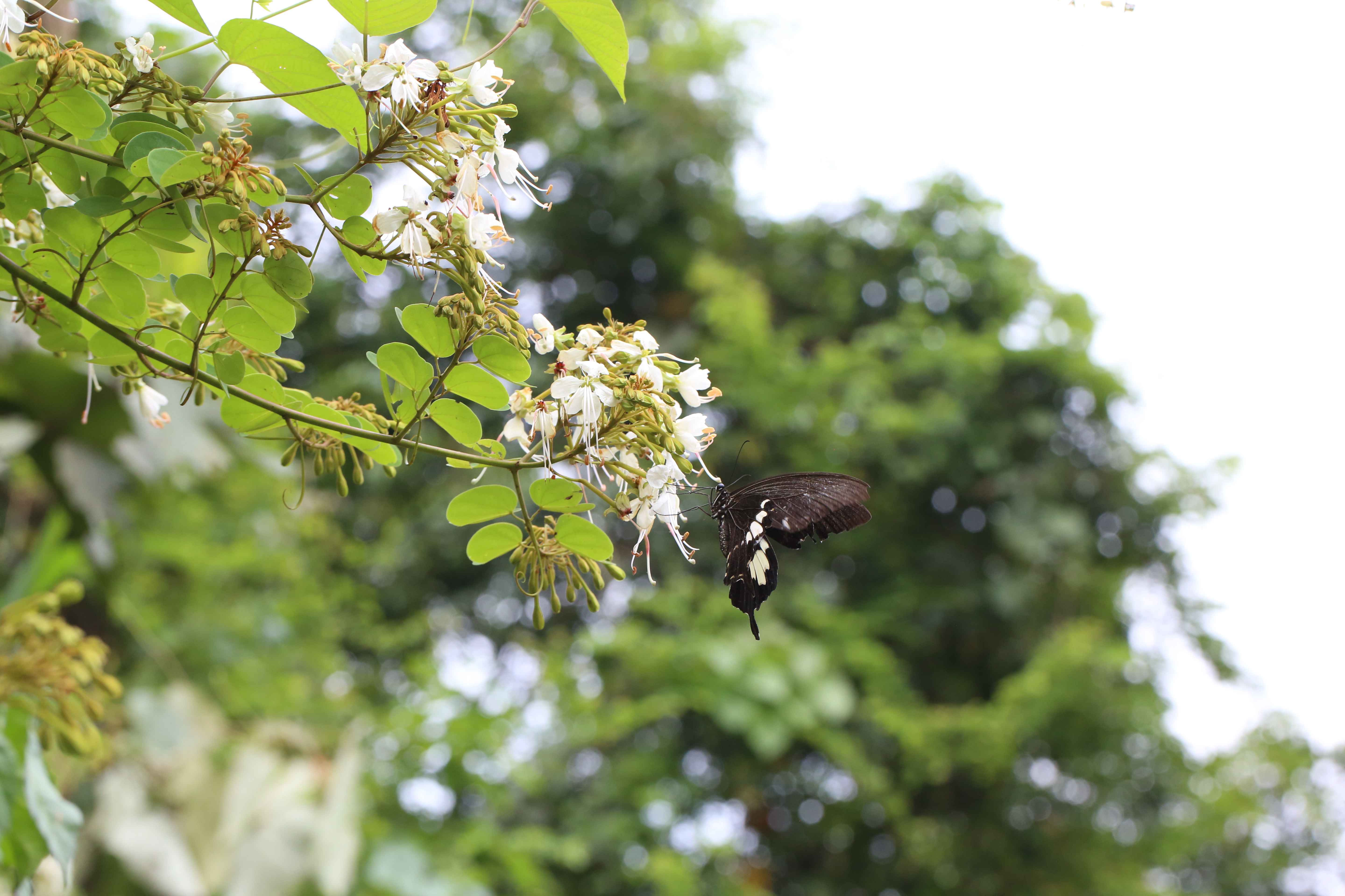 Cheniella longistaminea flowers only at night and is pollinated by moths, featuring stamens twice as long as its petals. (Tie-Yao Tu)