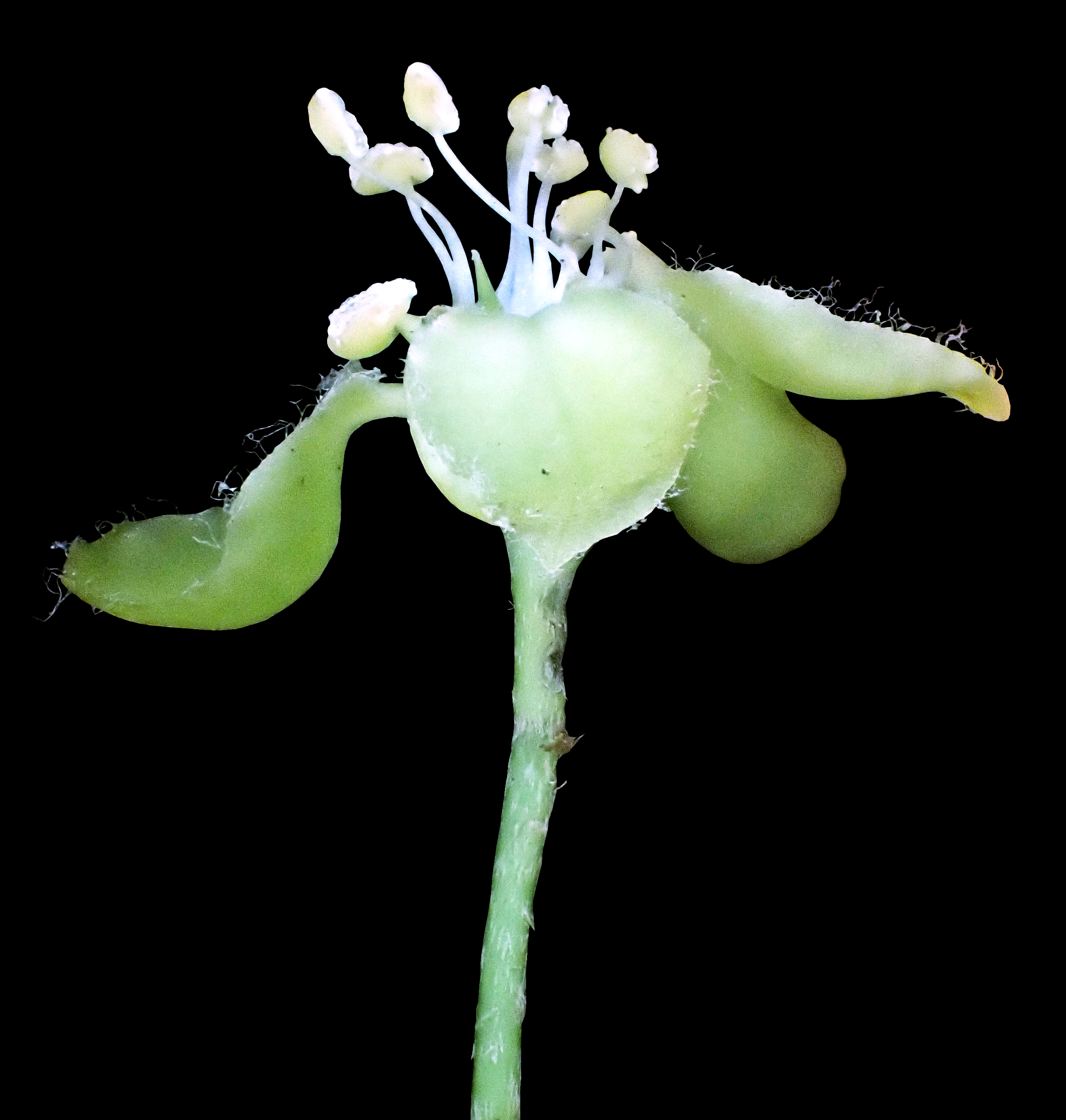 Chlorohiptage vietnamensis - a new genus and individual species endemic to Vietnam, in the tropical liana family Malpighiaceae. (Truong VanDo)