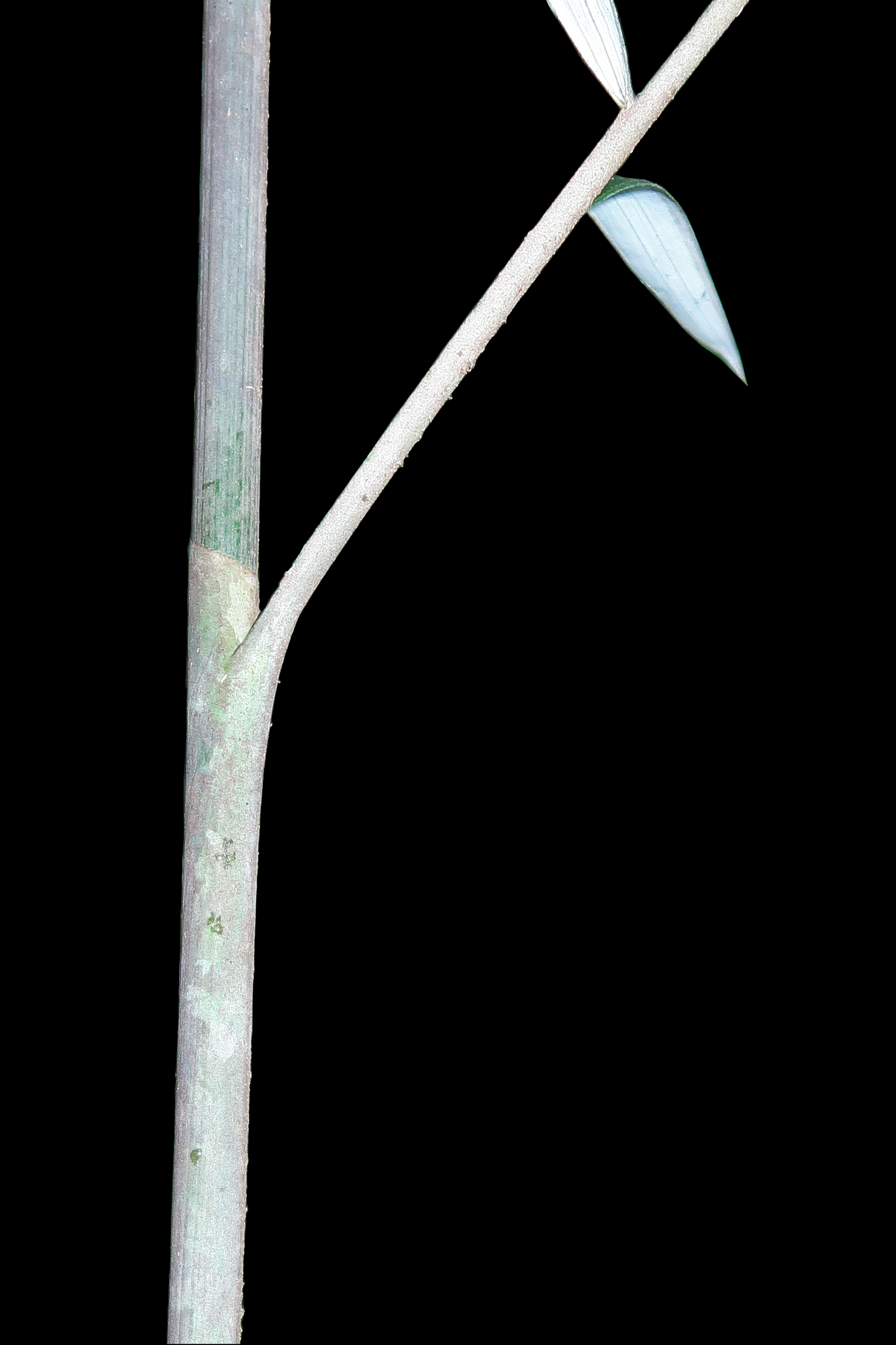 Plectocomiopsis hantu, a ghostly palm from the island of Borneo. (Benedikt Kuhnhäuser)