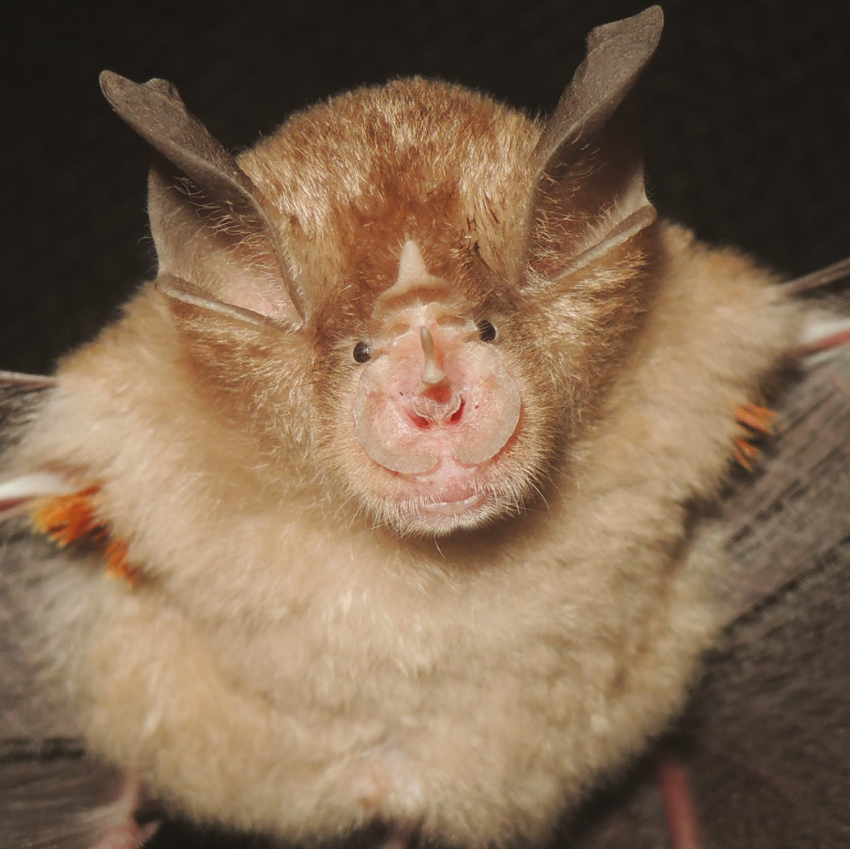 Rhinolophus webalai - while looking into the evolutionary relationships of a group of horseshoe bats, researchers realised that there was a new species hidden among them