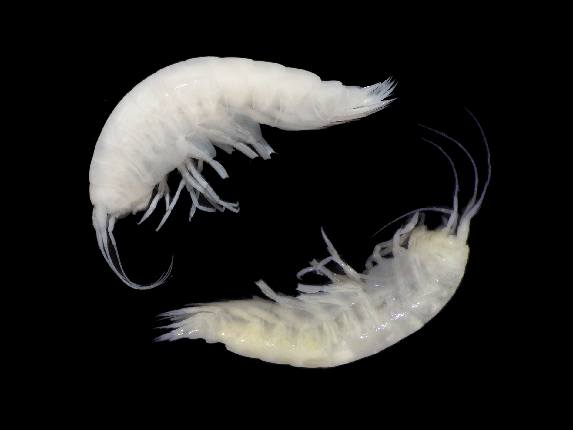 Valettietta synchlys (top) and Valettietta trottarum (bottom) - two species of deep-sea scavenging amphipod (shrimp-like crustaceans)