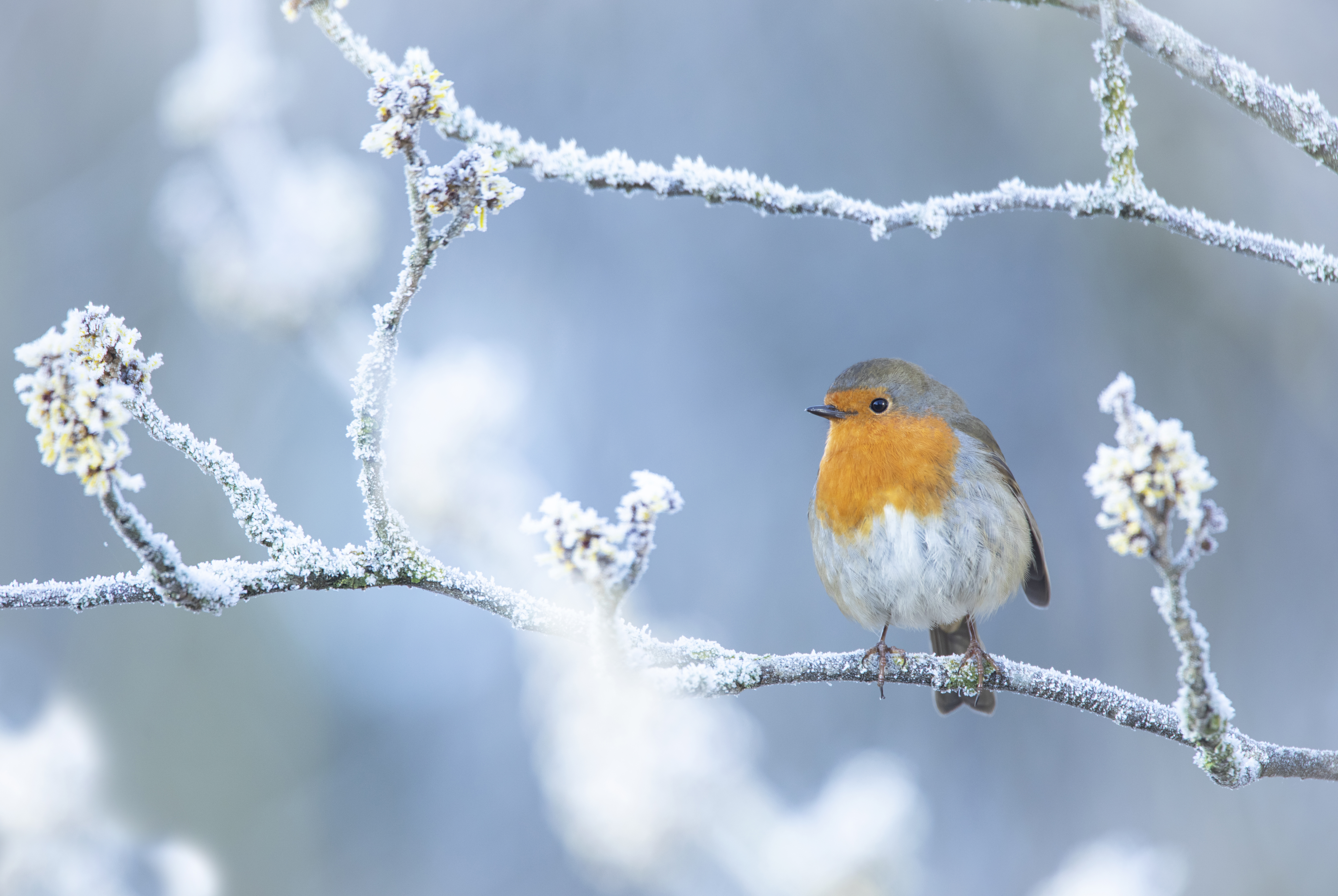 A robin on a winter branch (Ben Andrew/rspb-images.com/PA)