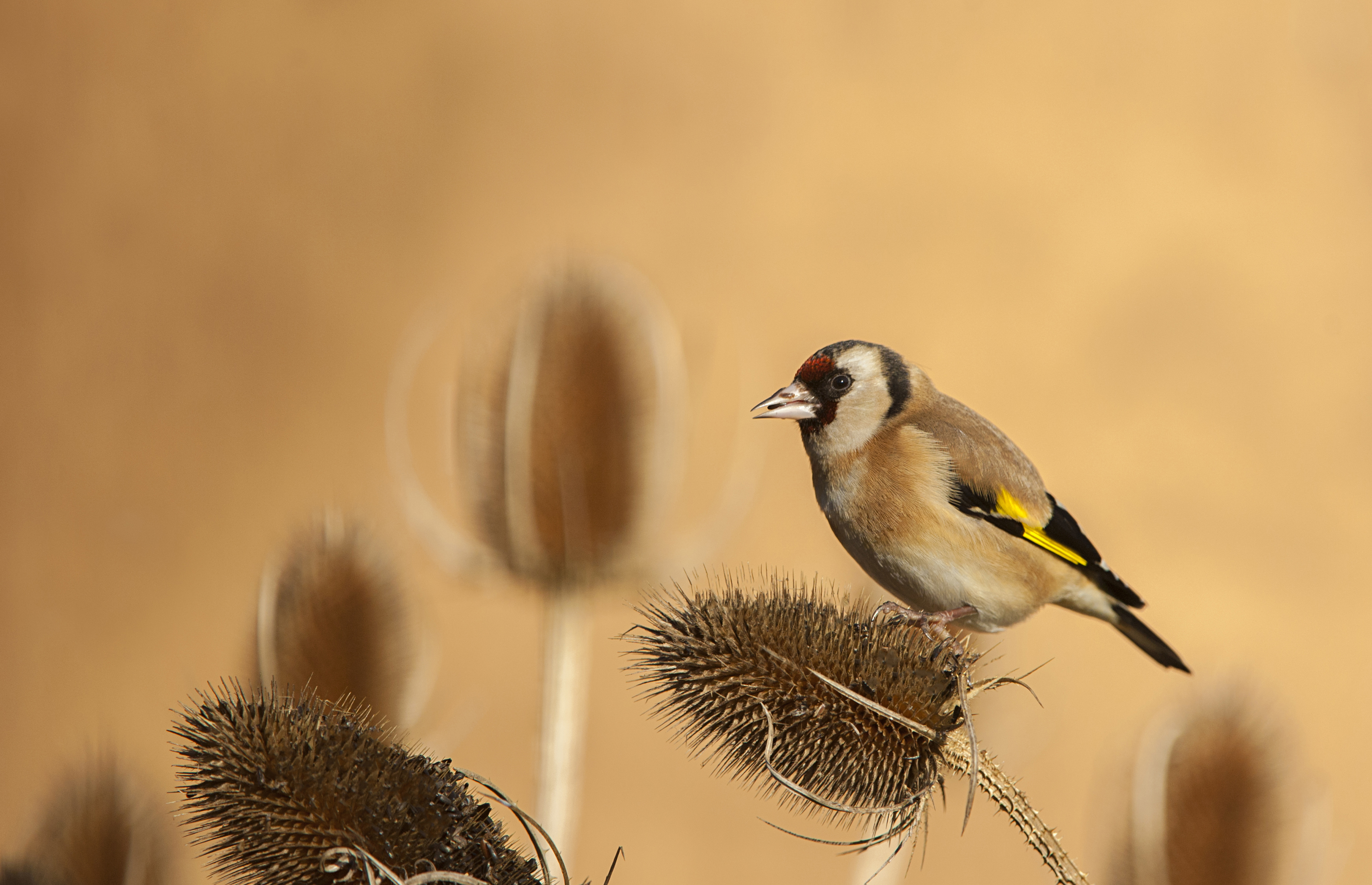 A goldfinch on a teasel head (Ben Andrew/rspb-images.com/PA)