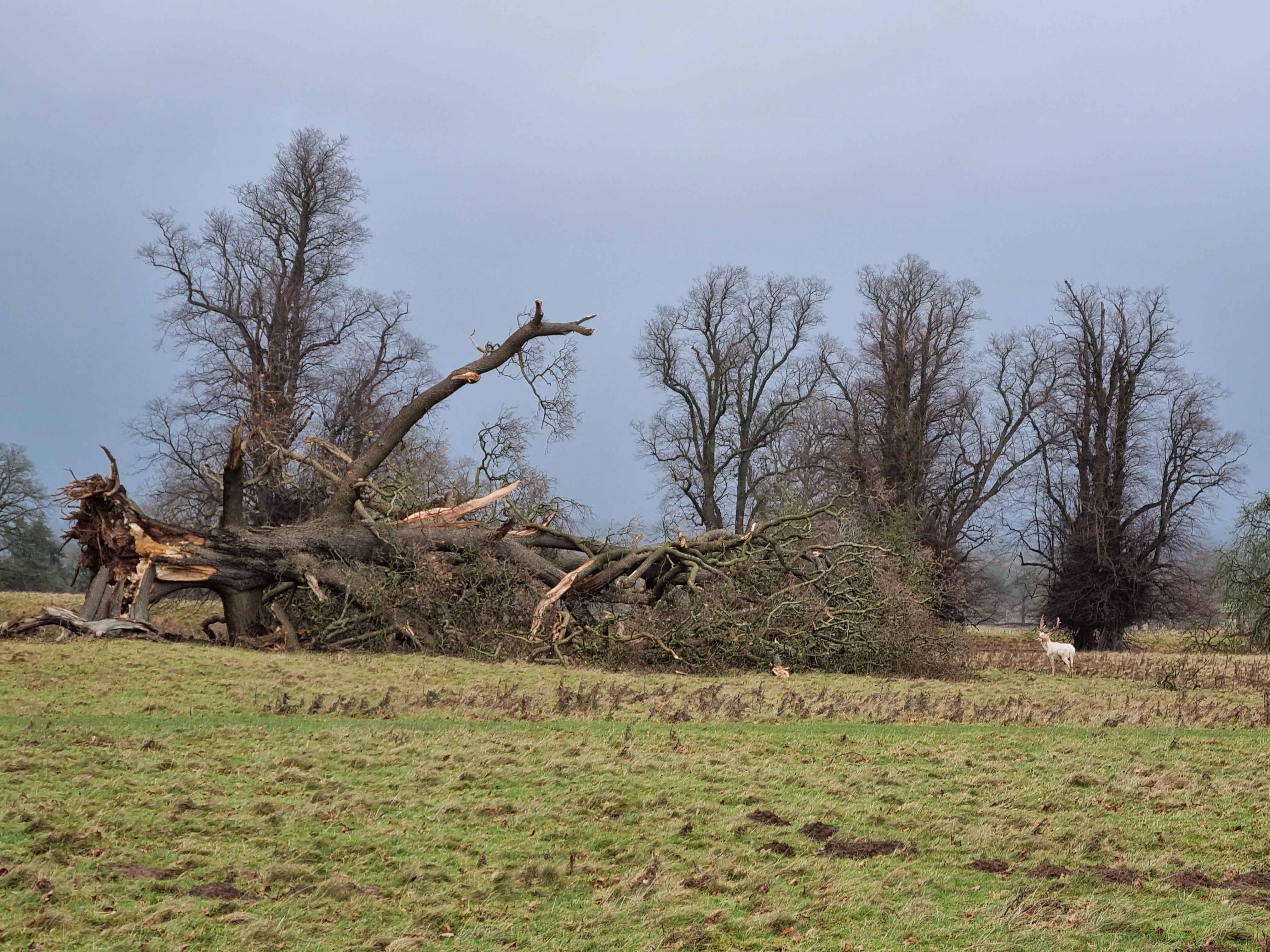 Fallen tree with branches ripped off after Storm Darragh