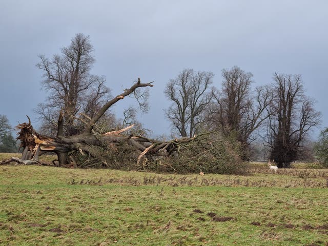 Wildlife faces ‘blurring seasons’ as 2024’s weather brings mixed ...