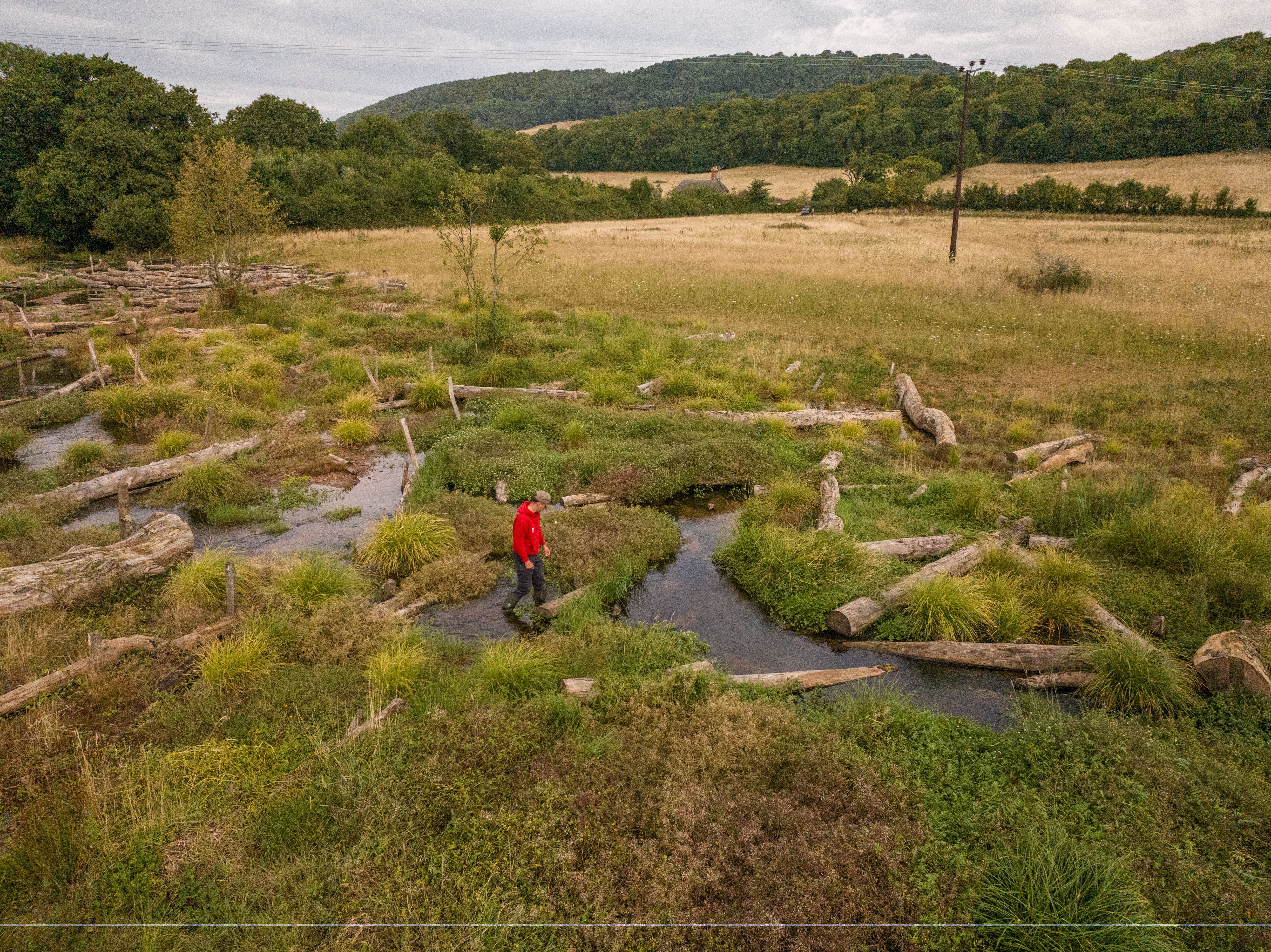 A National Trust ranger stands among channels and logs in the new wetland at Holnicote's river restoration project.