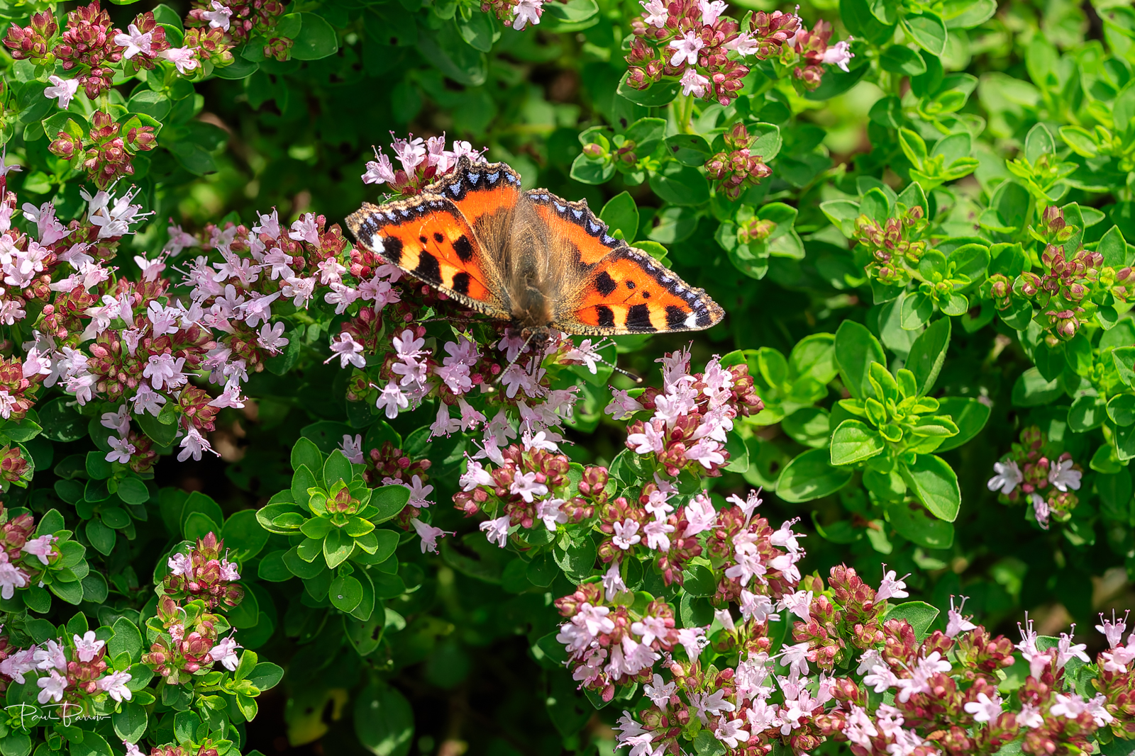 Small Tortoiseshell butterfly resting on pink flowers