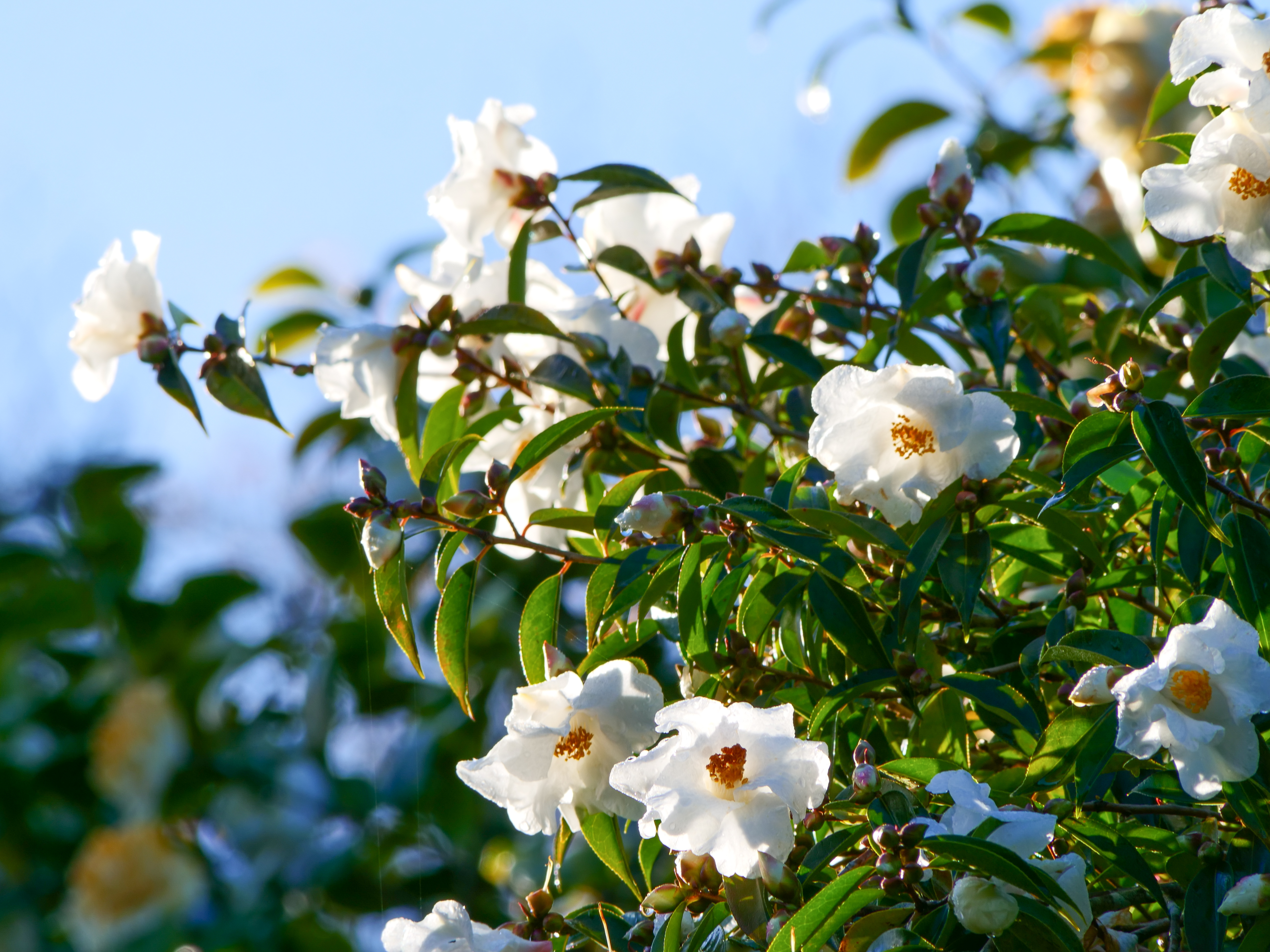 White camelia in flower 