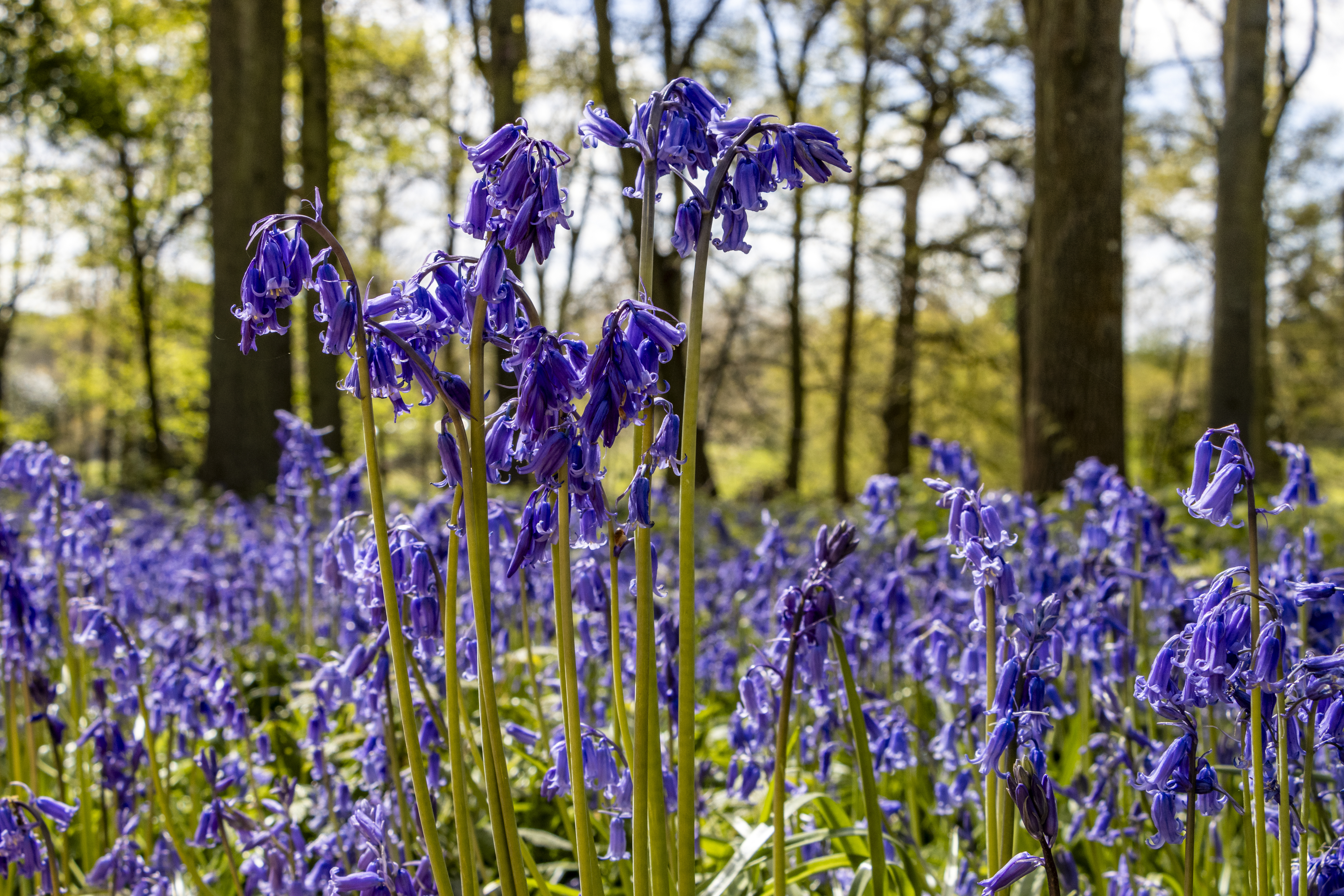 A close up of bluebells flowering in woodlands