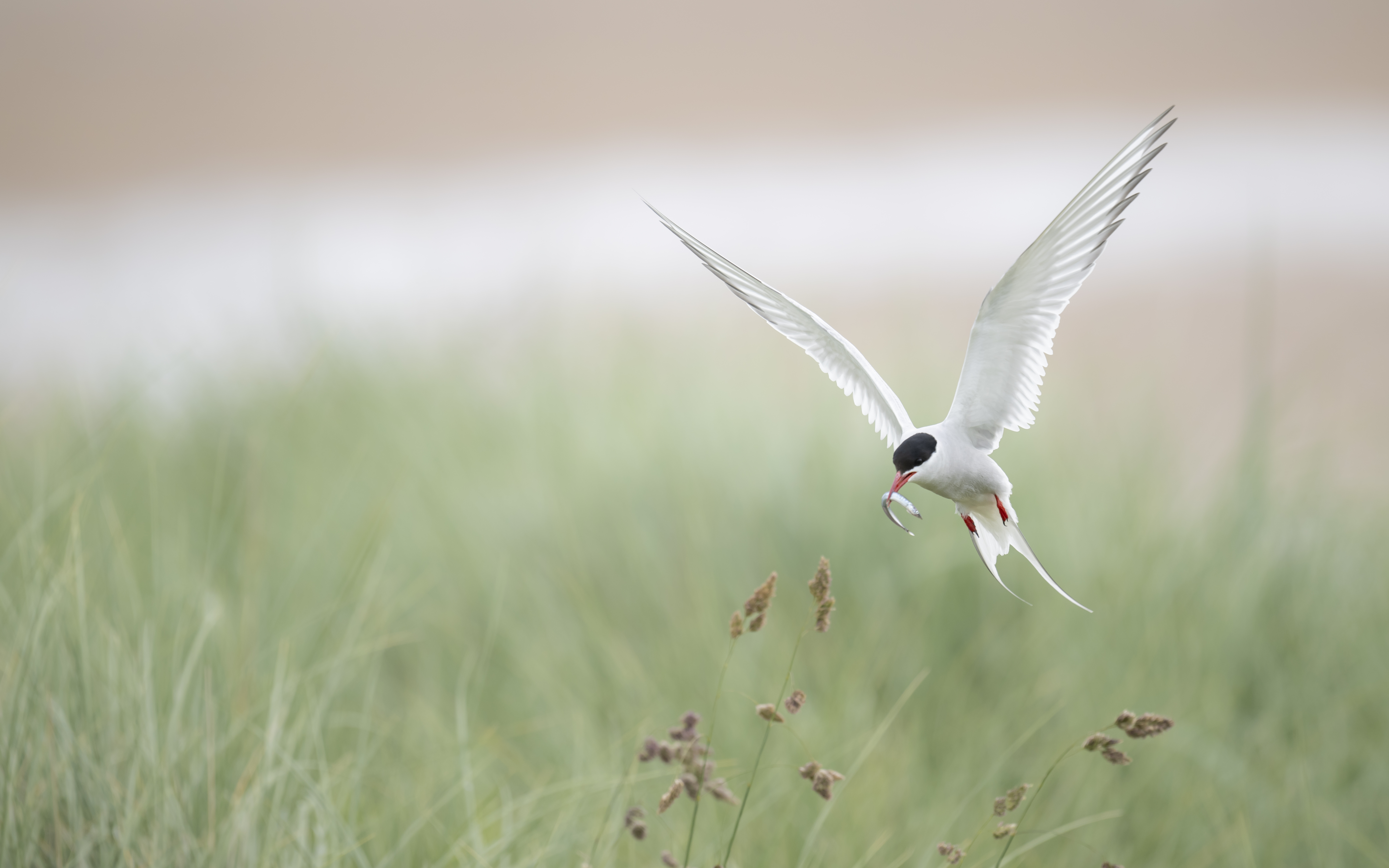 Arctic tern in flight with fish in beak