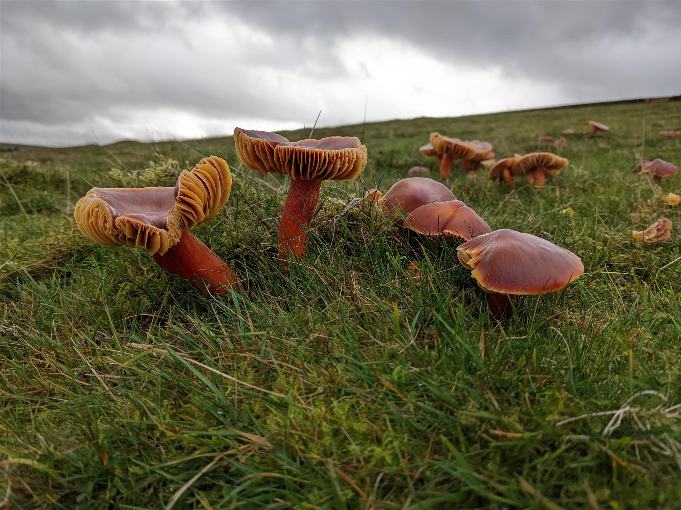 Crimson waxcap fungi growing out from the grass