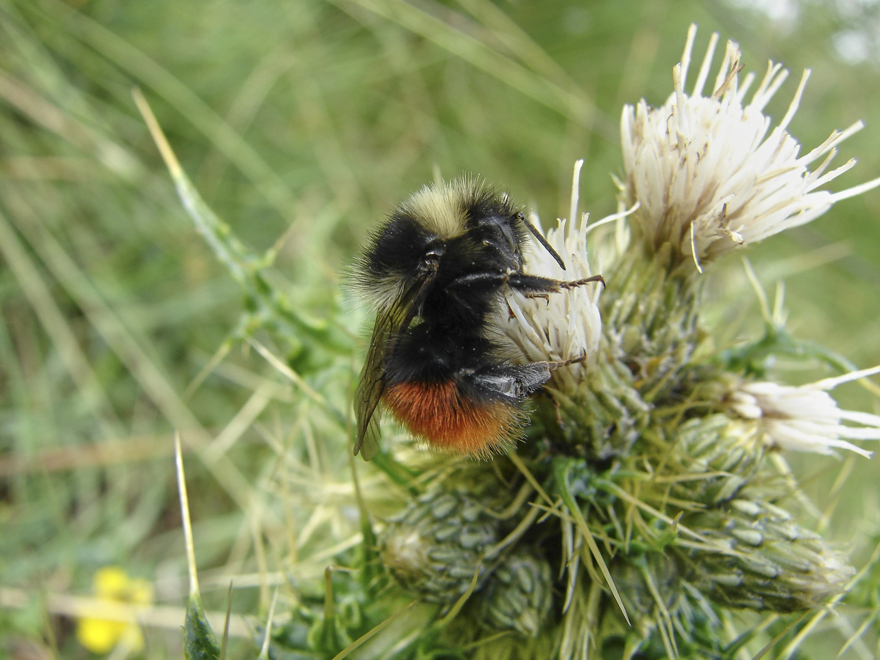 Close up of a bilberry bumblebee on white thistle