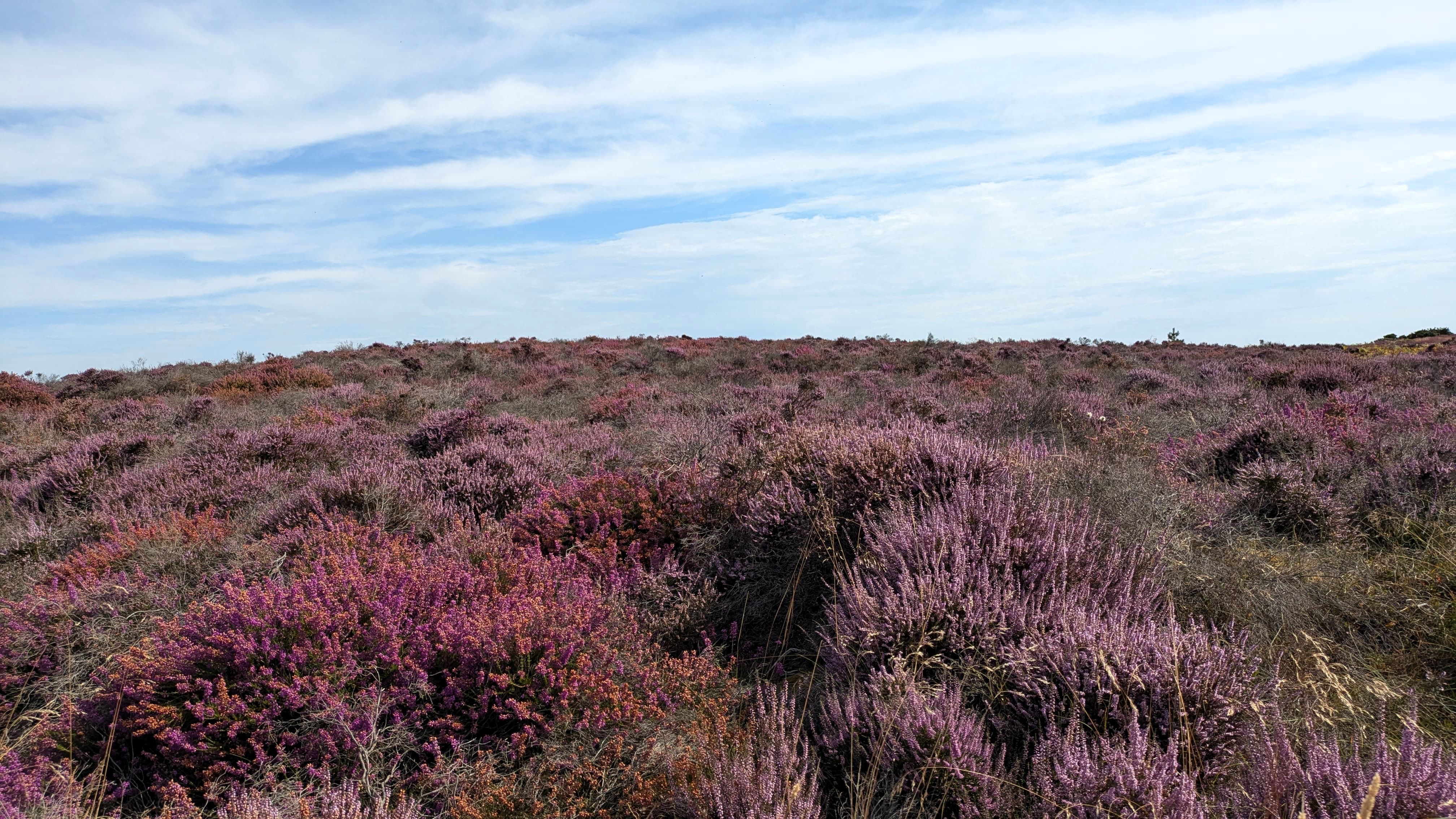 View of purple flowering heather under a hazy blue sky