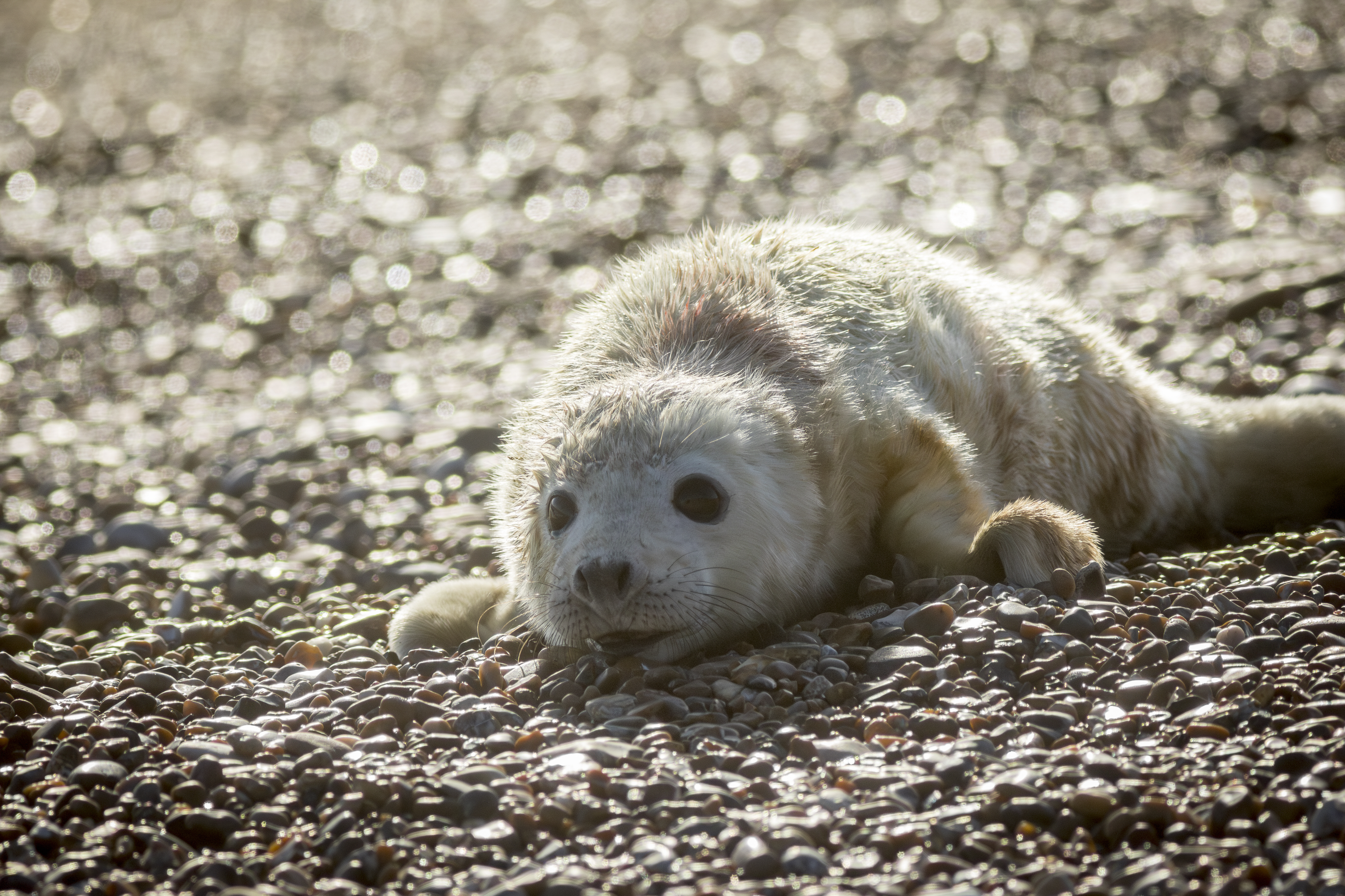 A newborn seal on the shingle at Orford Ness