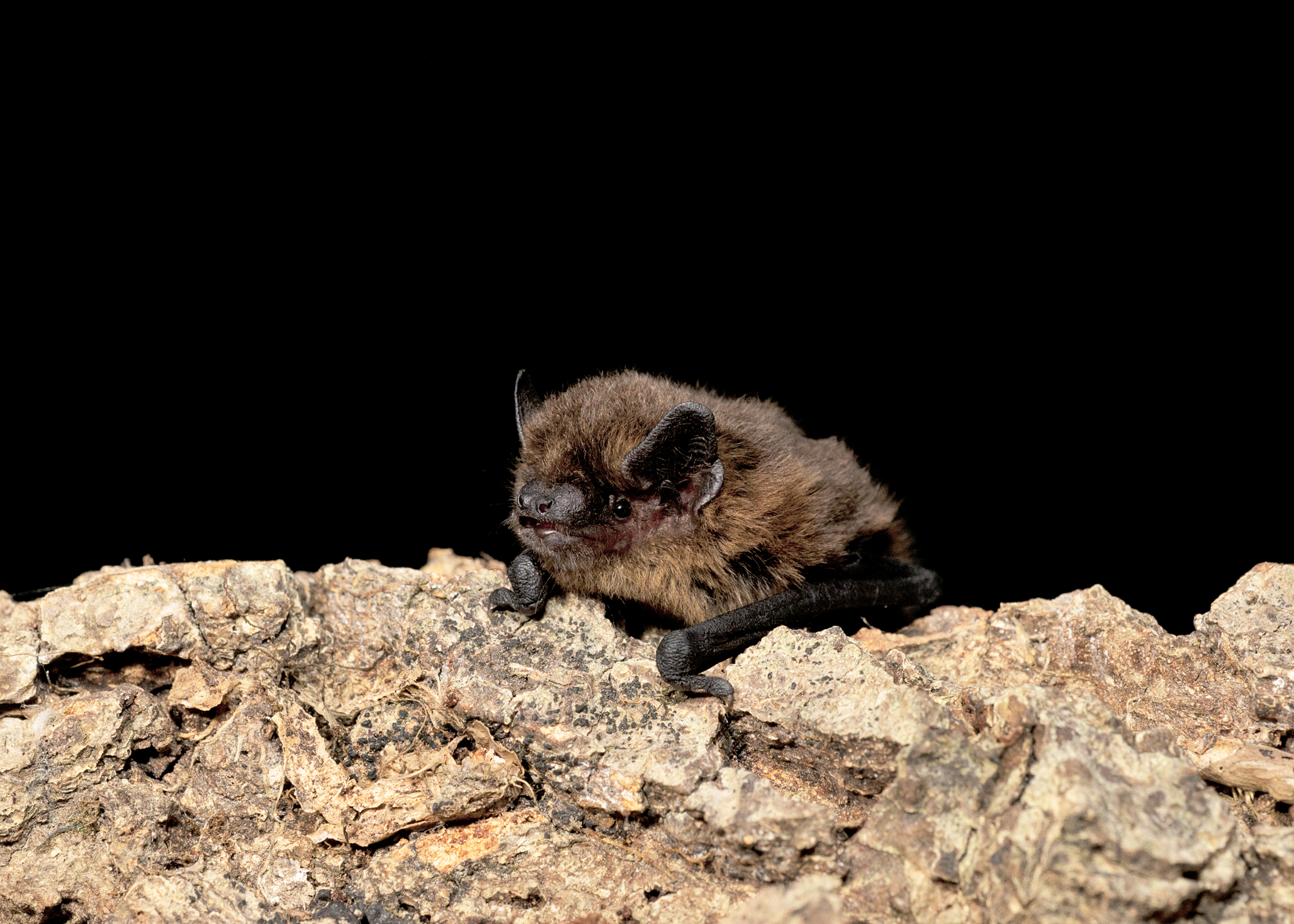 Juvenile male common pipistrelle bat (Pipistrellus pipistrellus) resting on tree limb