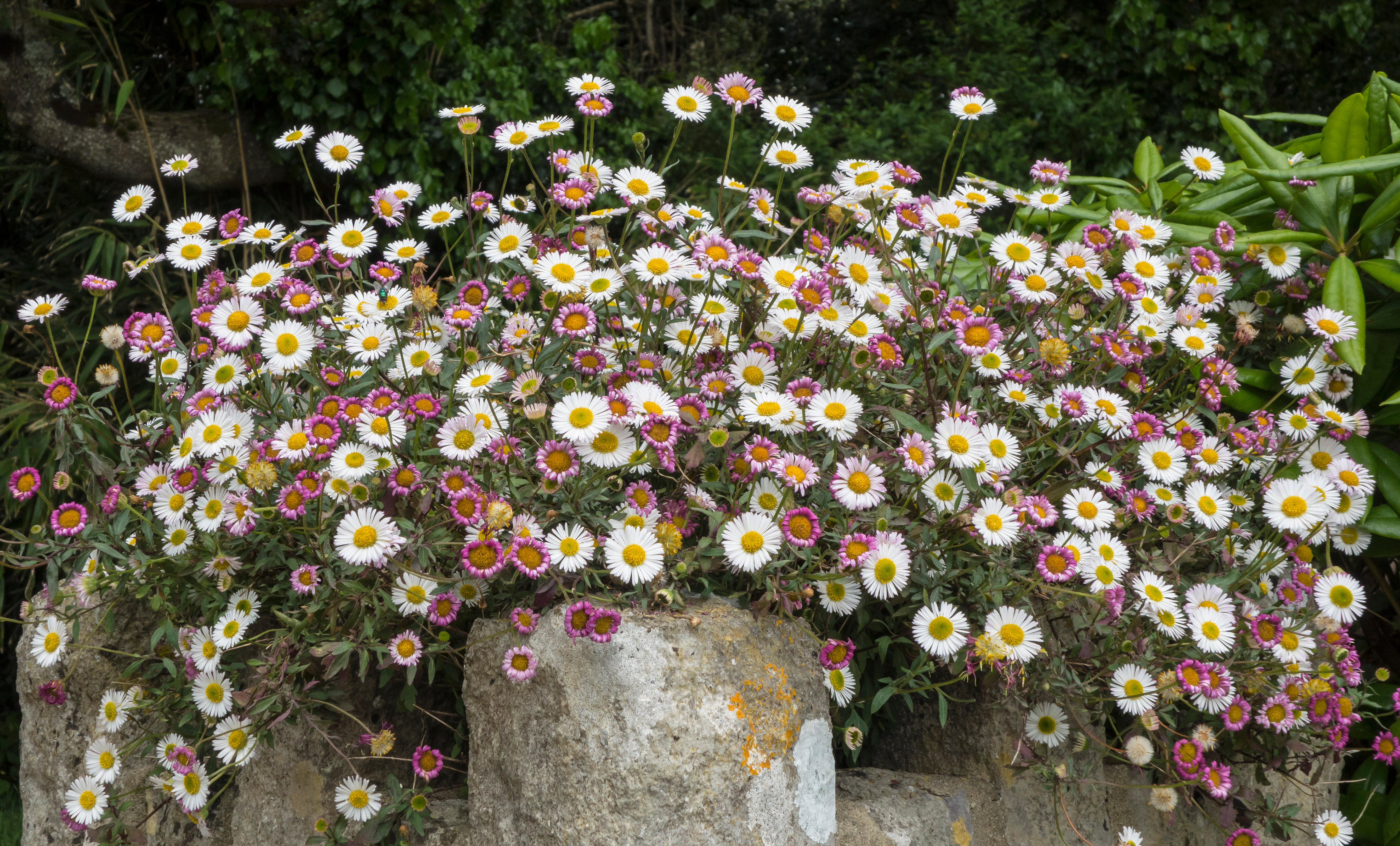 Mexican Fleabane on a garden wall (Alamy/PA)