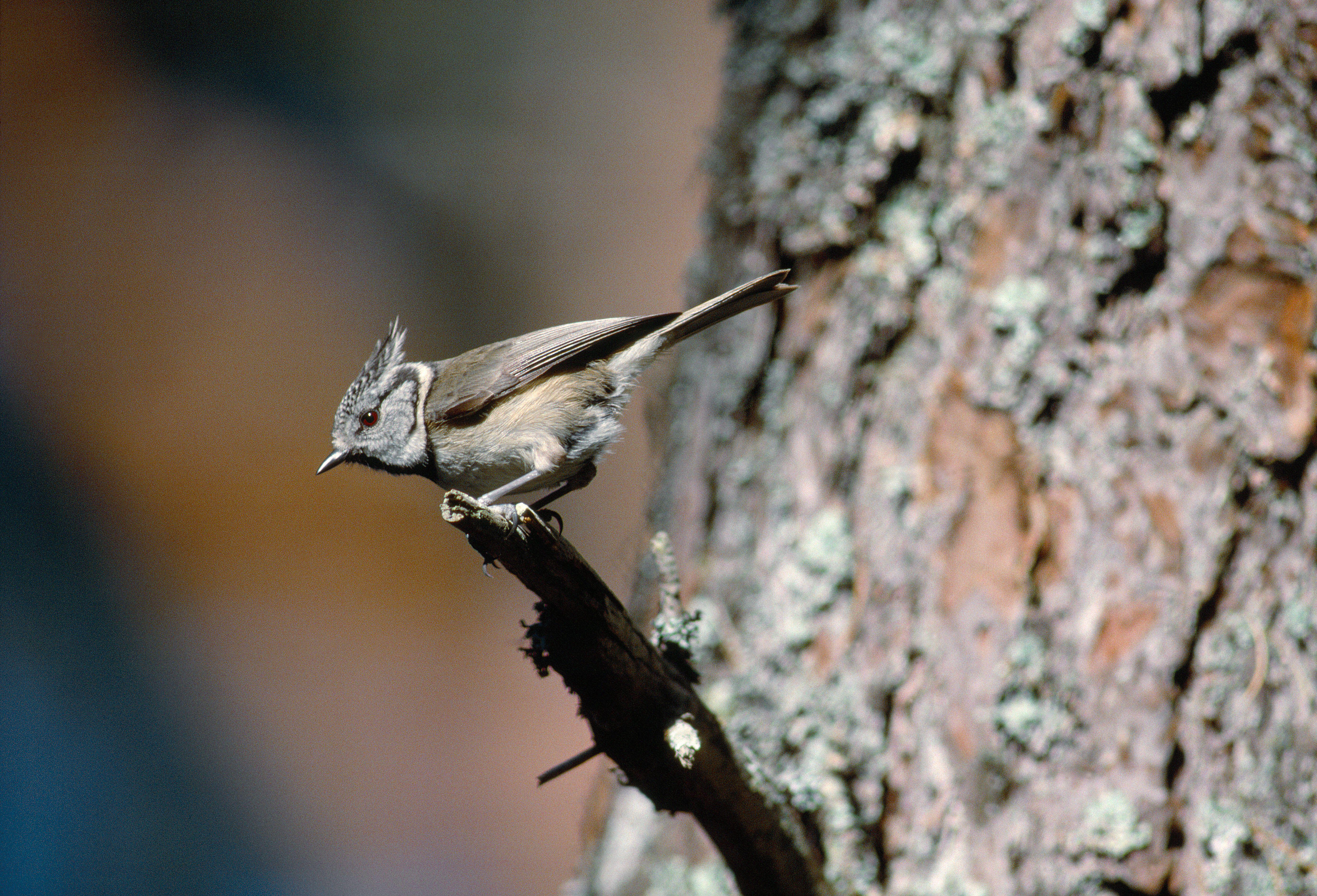 Crested Tit (Lophophanes cristatus) adult perched in Scot's Pine (Pinus sylvestris), Loch Garten RSPB Reserve, Cairngorms National Park, Scotland 