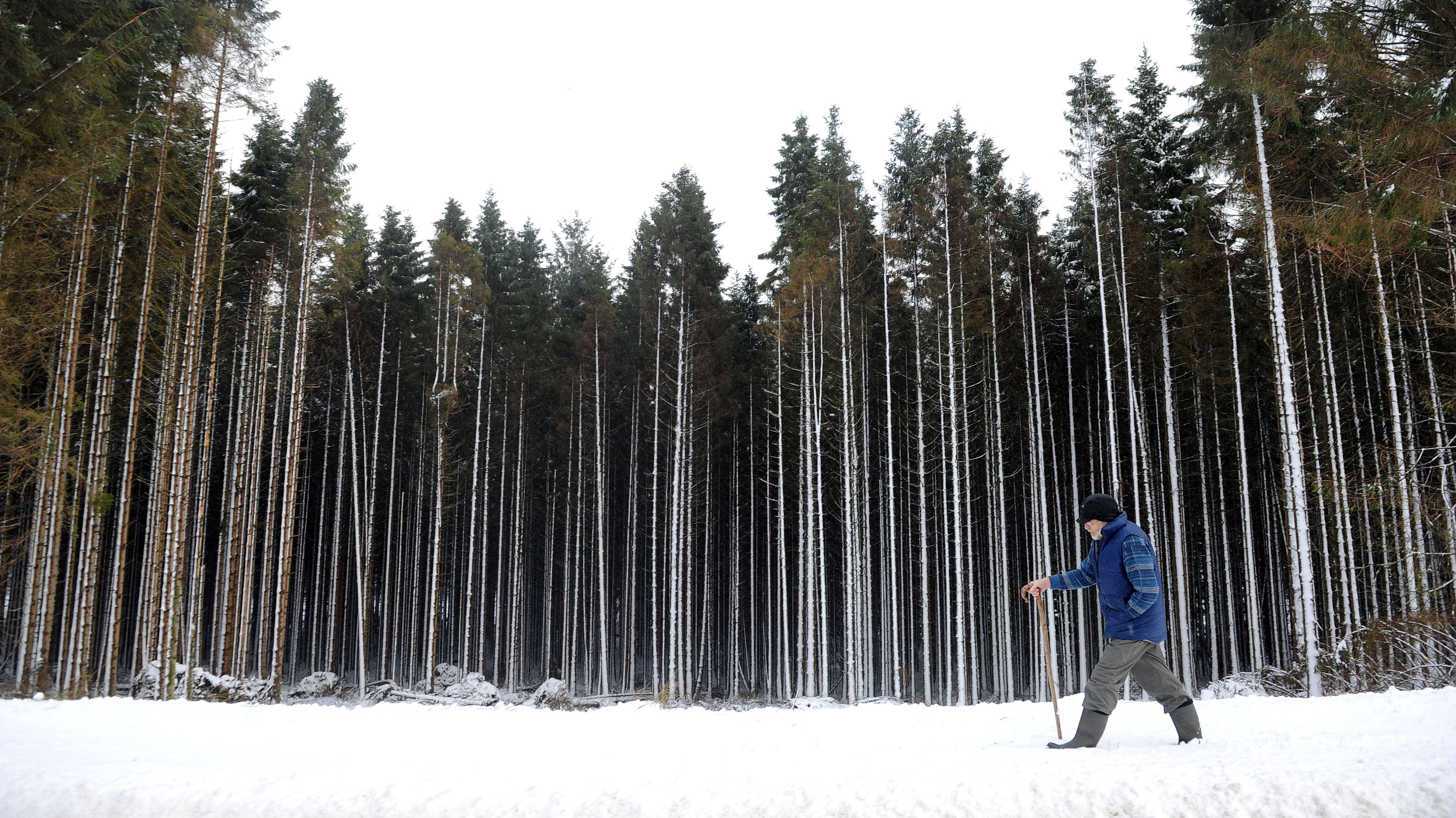 Don Clegg 80, enjoys a walk in Kielder Forest, Northumberland, following heavy overnight snow 