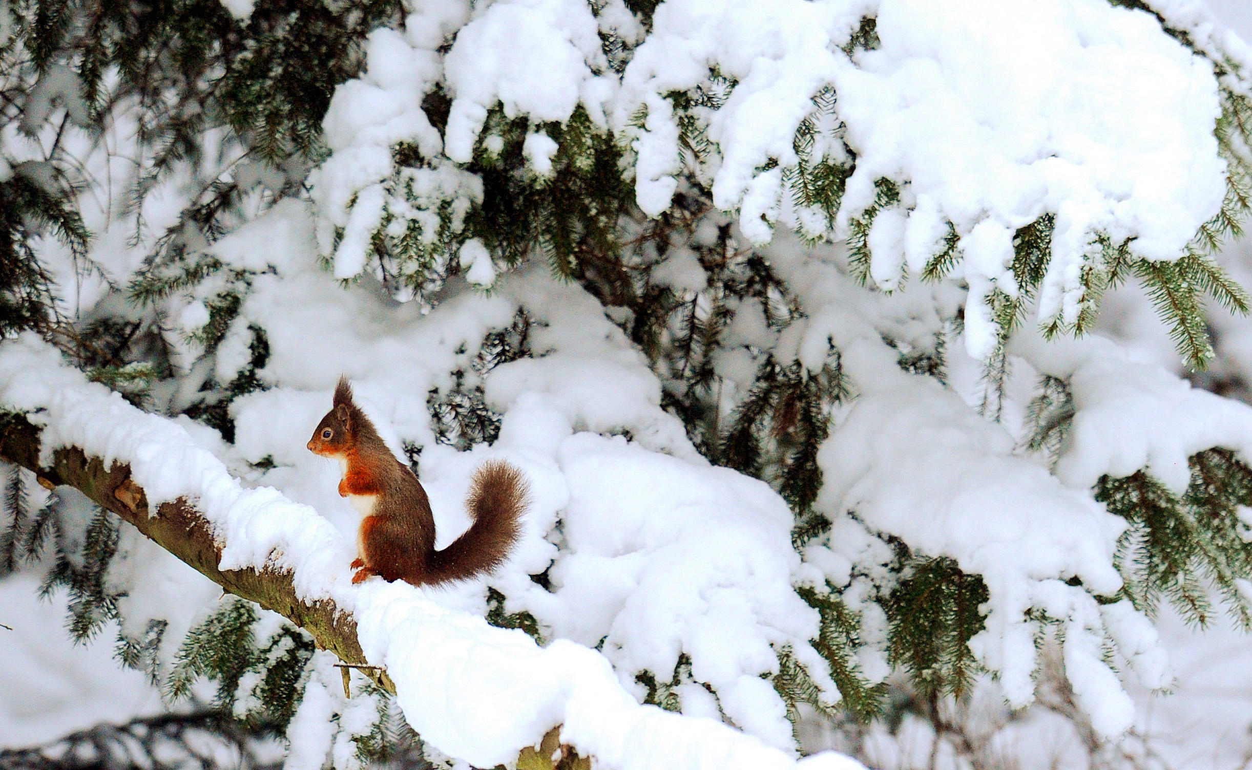 A red squirrel in Kielder Forest, Northumberland, following fresh snowfall