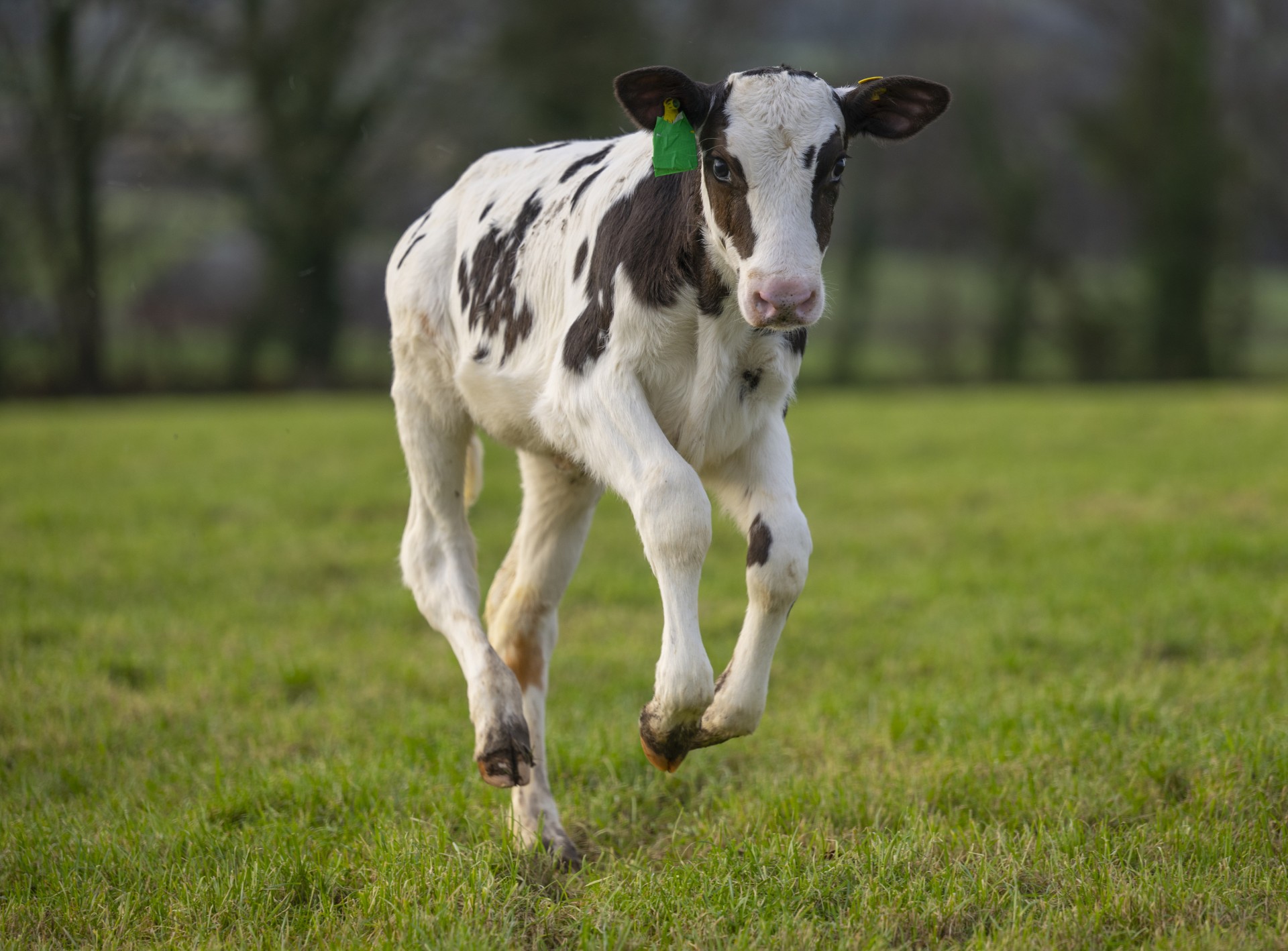 Hilda the calf