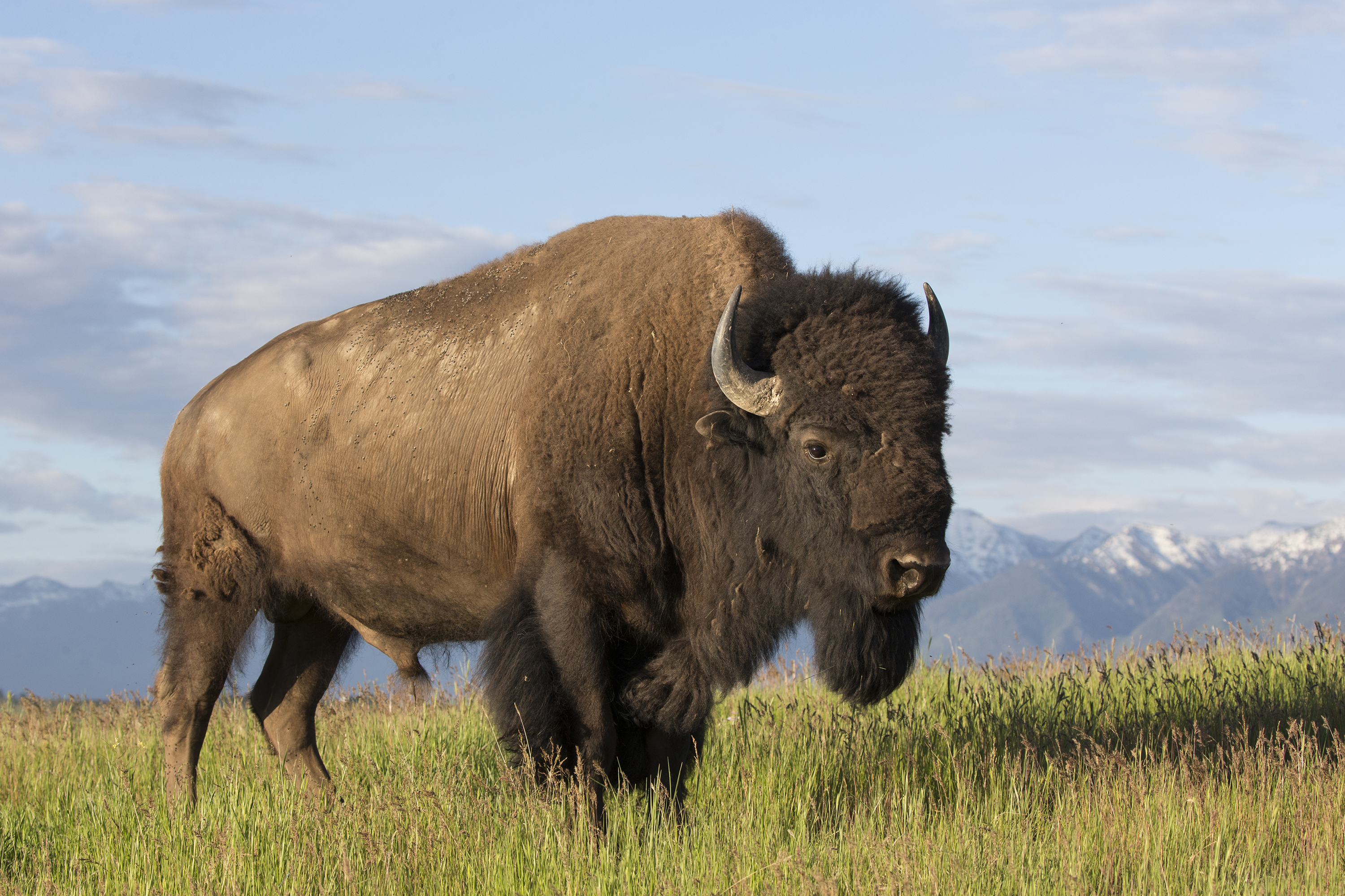 An American bison