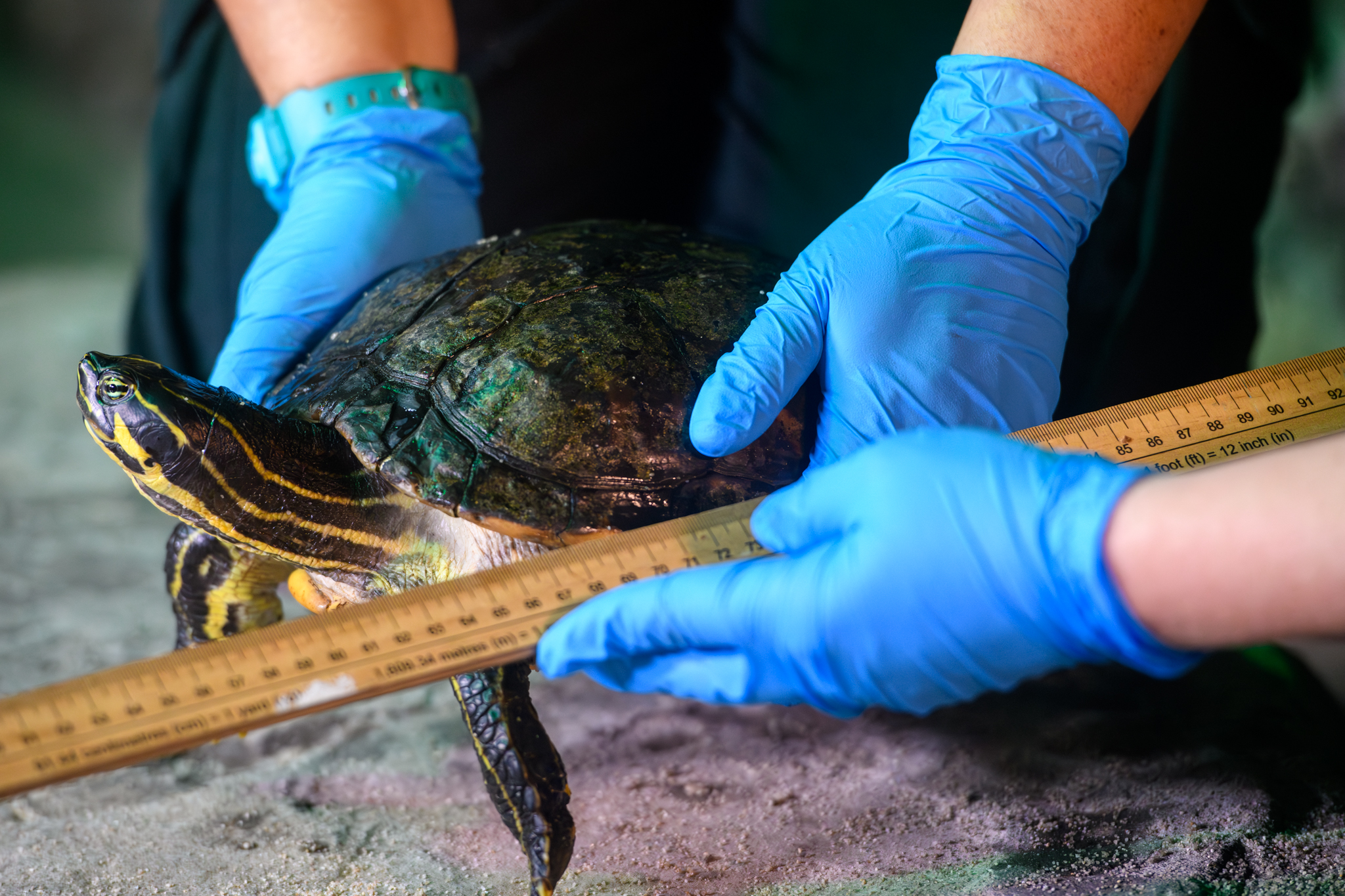 A turtle being measured at a Sea Life centre